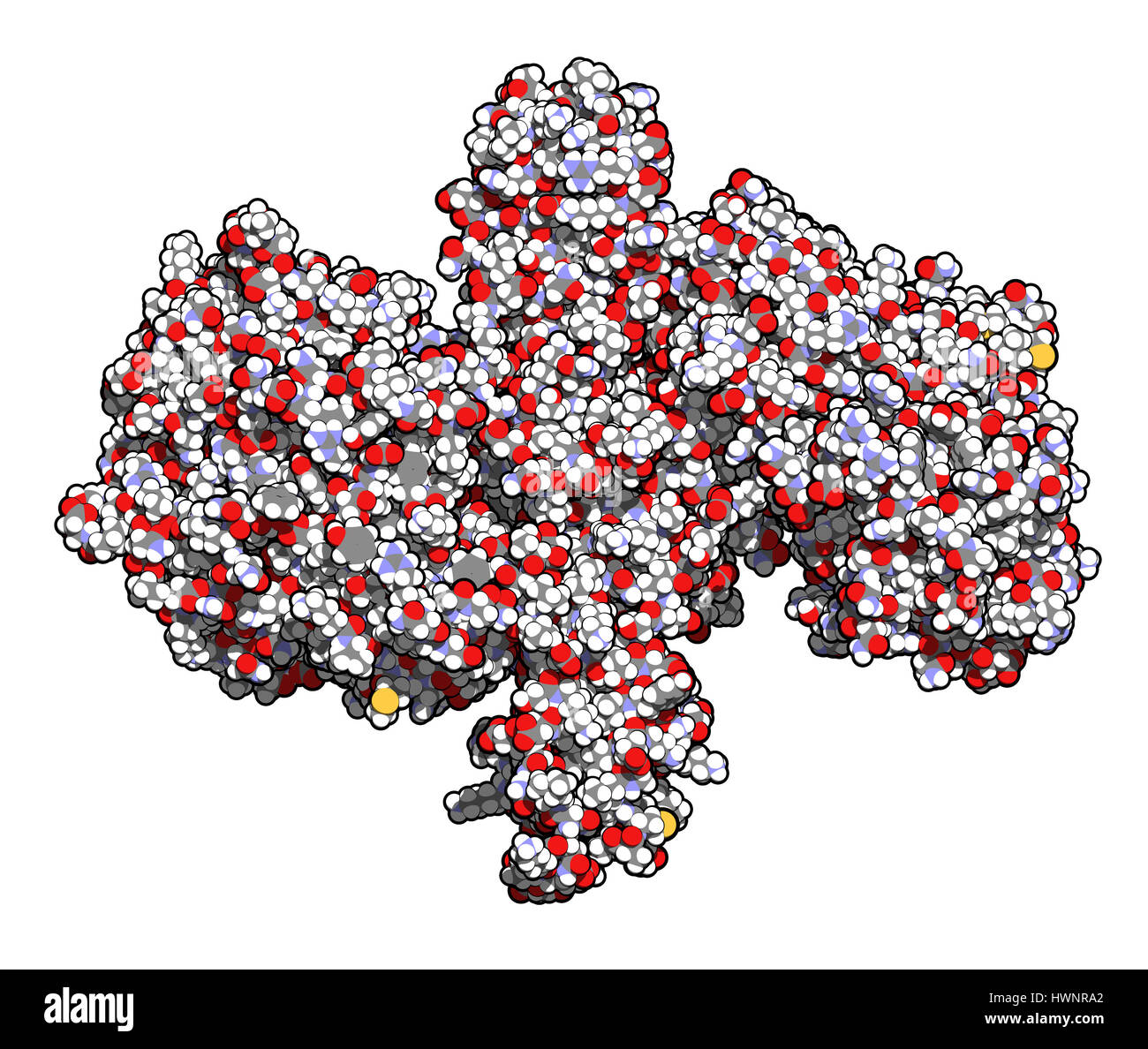 Botulinum Toxin neurotoxische Protein, 3D rendering. Von Clostridium Botulinum produziert. Kosmetisch verwendet, um Falten zu behandeln. Atome werden als Sph dargestellt. Stockfoto