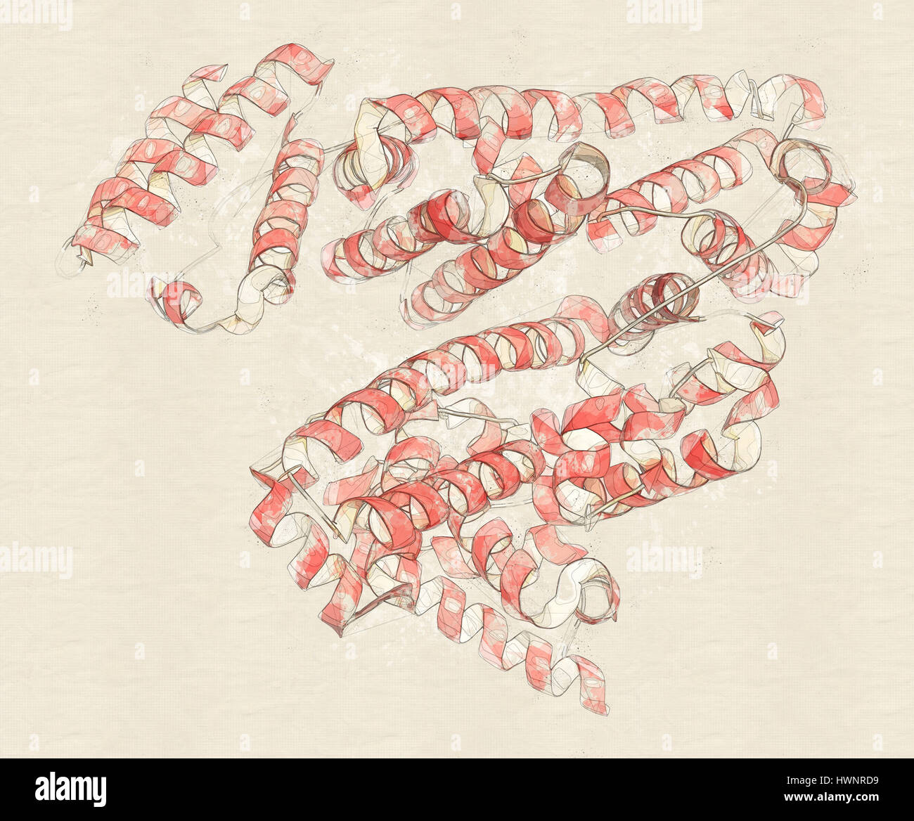 Menschlichen Serum-Albumin Protein, 3D rendering. Cartoon-Darstellung mit Sekundärstruktur Färbung. Stockfoto