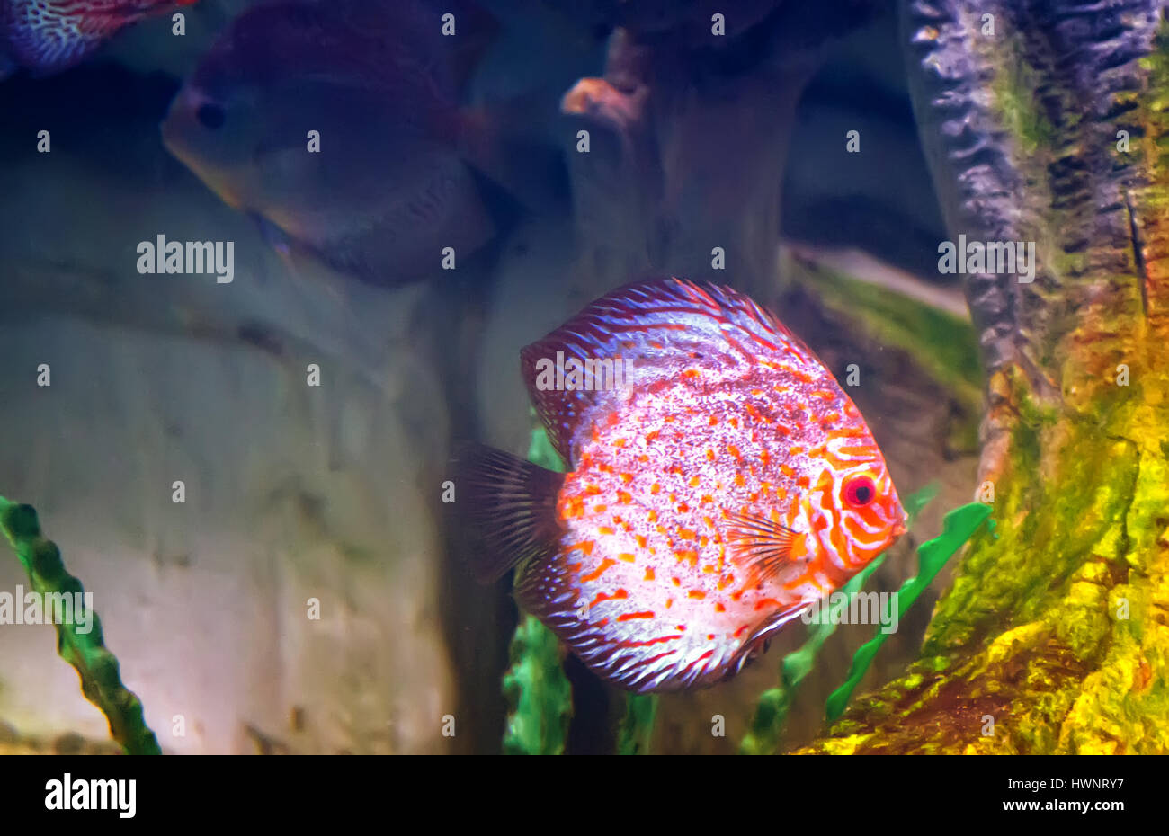In ein großes Aquarium mit Meer Wasser schwimmt eine schöne Marine Fische rosa und blaue Farbe unter den Algen. Aquarium, Sotschi, Russland. Stockfoto