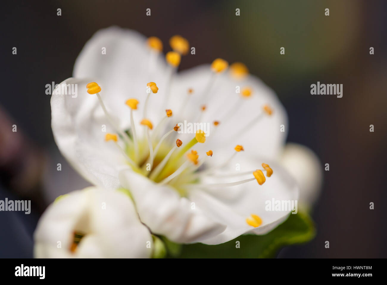 weiße Blumen blühen auf Ast Stockfoto