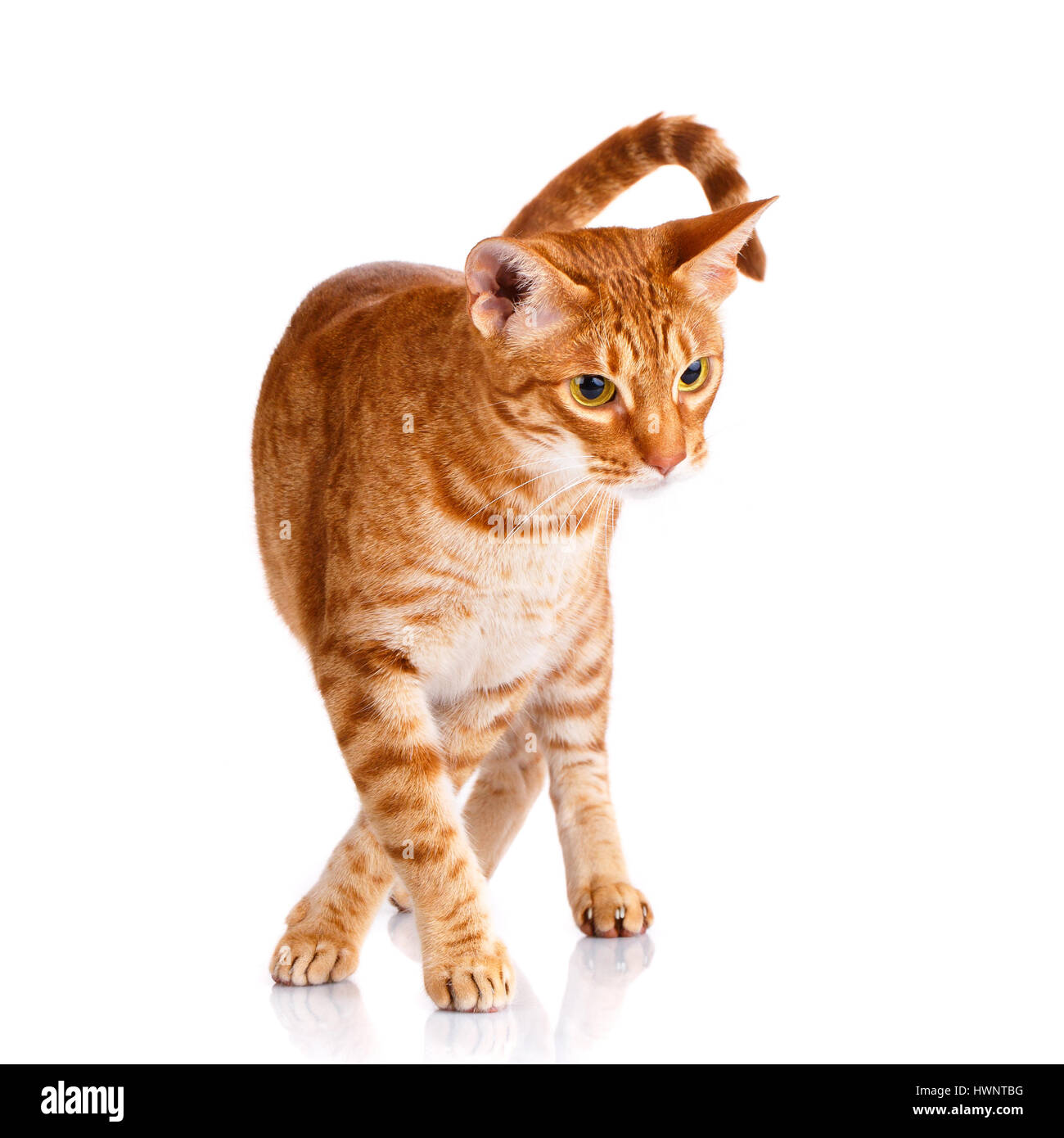 Porträt einer Ocicat Katze auf einem weißen Hintergrund Stockfoto