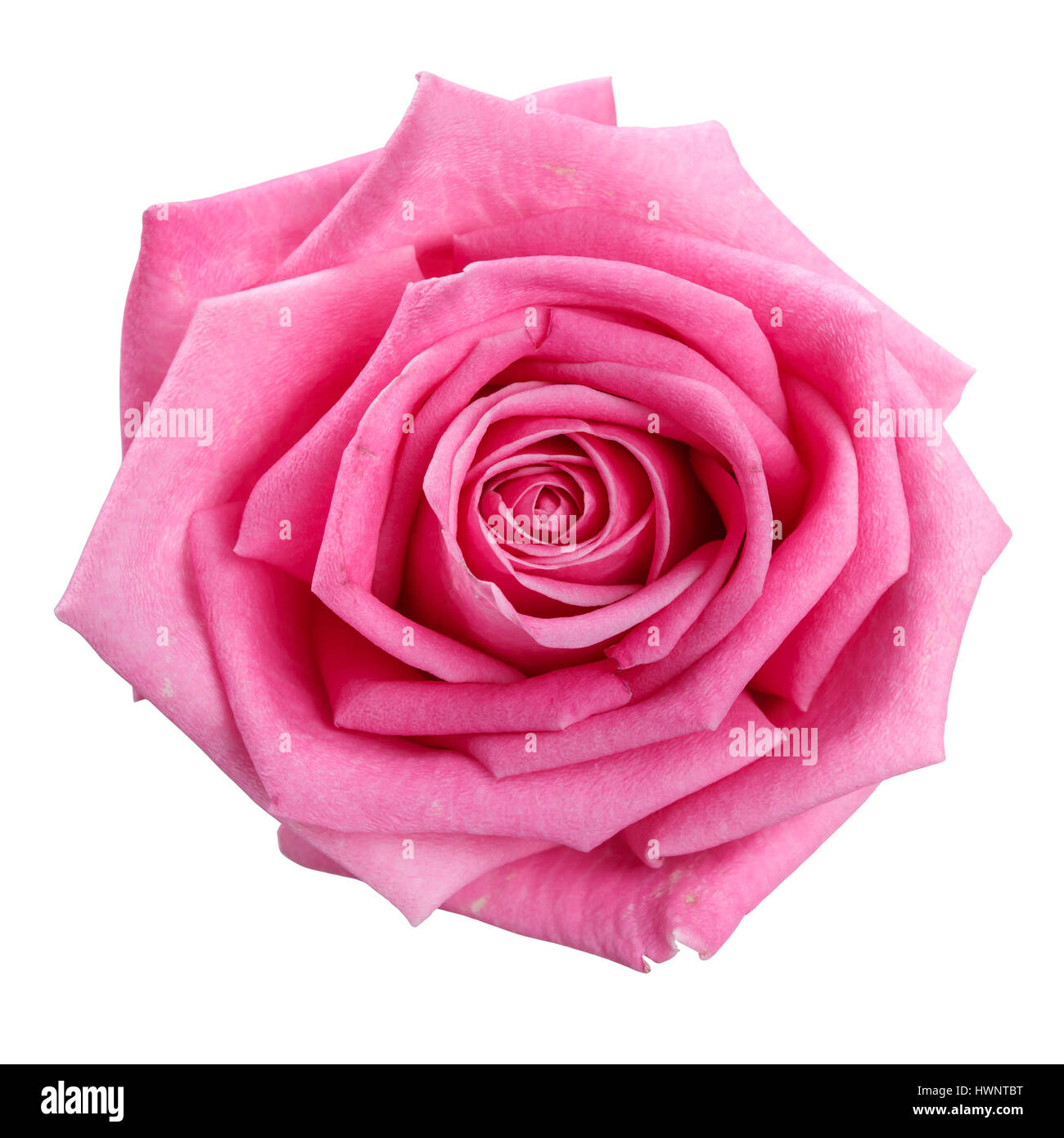 rosa rose Kopf isoliert auf weißem Hintergrund Stockfoto
