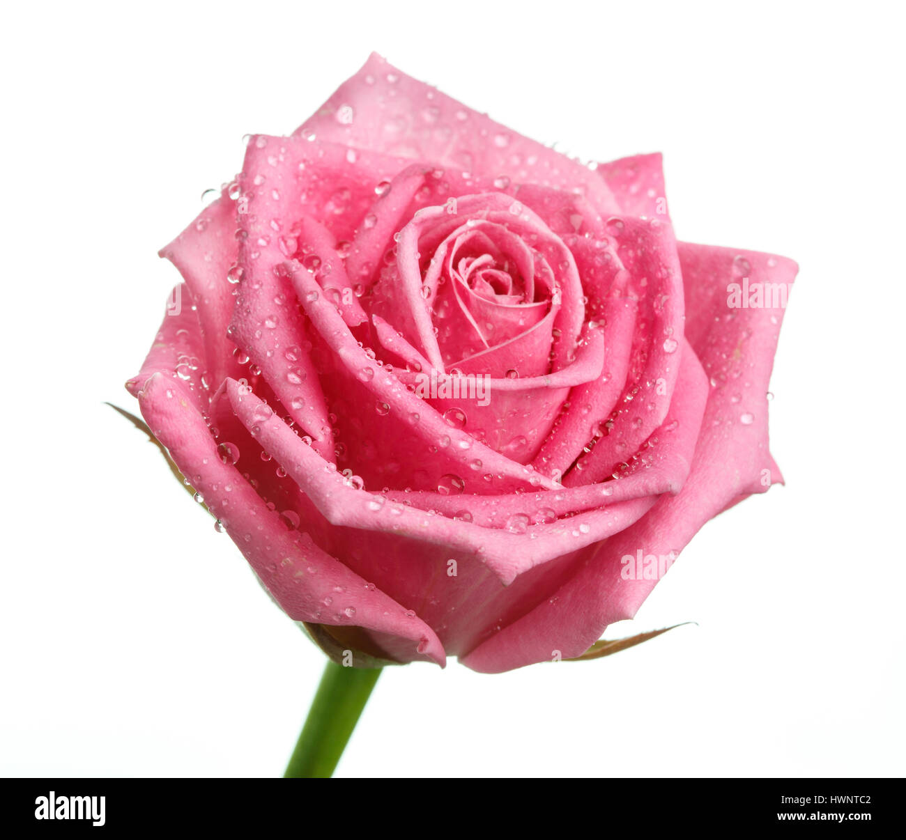 rosa rose Kopf isoliert auf weißem Hintergrund Stockfoto