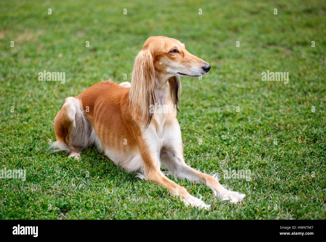 Saluki Hund liegend in den park Stockfoto