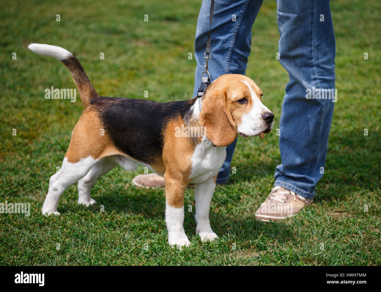 Beagle Welpen in Rasse Hund Stockfoto