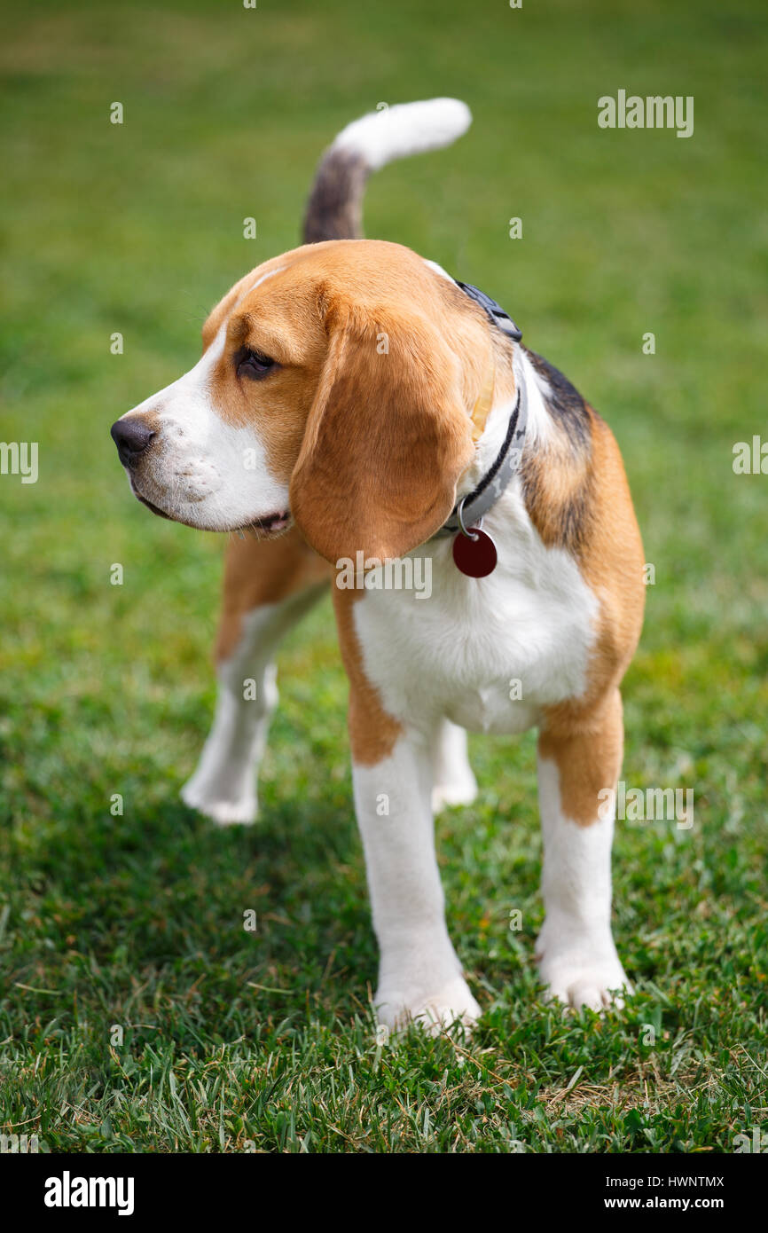 Porträt von einem Beagle-Hund Stockfoto