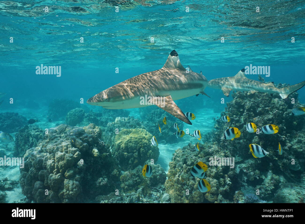 Schwarzspitzen-Riffhai mit tropischen Fischen Pacific Doppel-Sattel Butterflyfish und Lappen Korallen unter Wasser in einer Lagune, Pazifik, Französisch-Polynesien Stockfoto