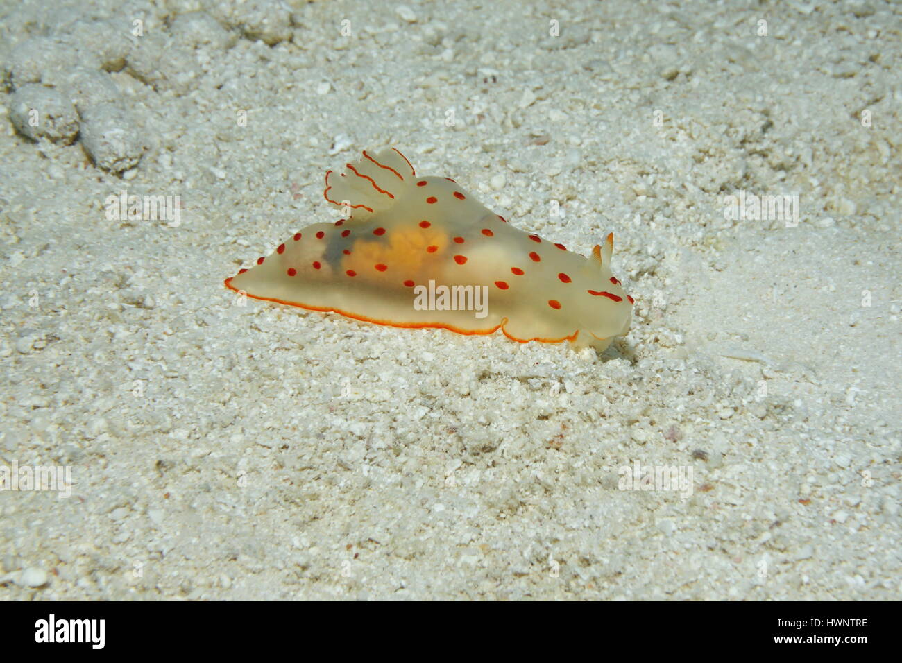 Sea Slug mit durchscheinenden Körper, Gymnodoris Ceylonica Unterwasser auf einem sandigen Meeresboden in der Lagune von Bora Bora, Pazifik, Französisch-Polynesien Stockfoto