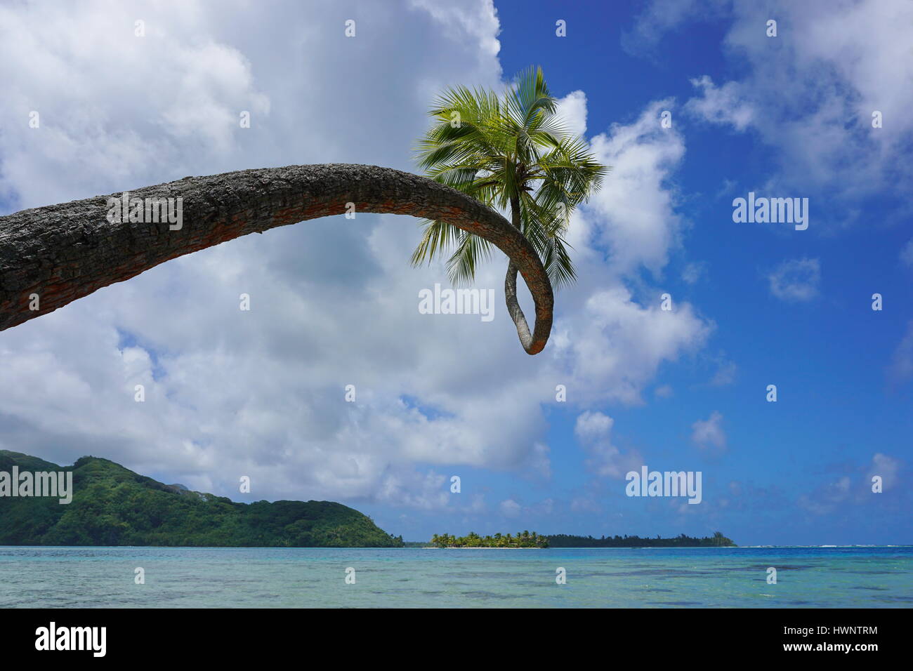 Verdrehte Kokospalme beugte sich über das Meer, Insel Huahine, Pazifischer Ozean, Französisch-Polynesien, Ozeanien Stockfoto