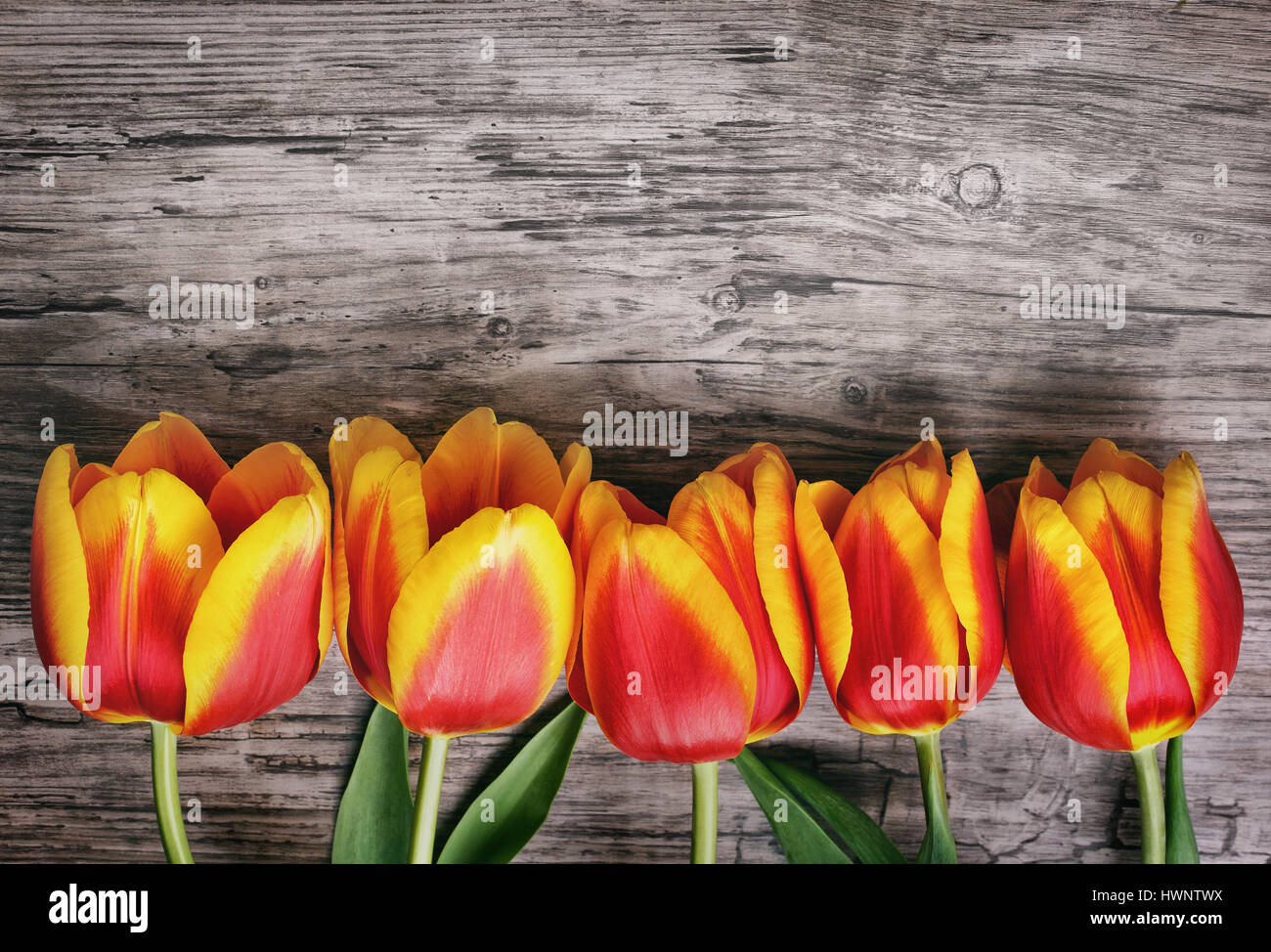Schöne Tulpen auf Holzbrett Stockfoto