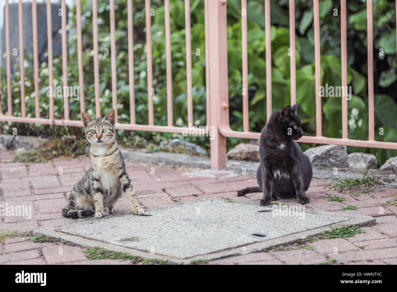 Streunende Katze und Freunde in der Stadt, Asien, winter Stockfoto