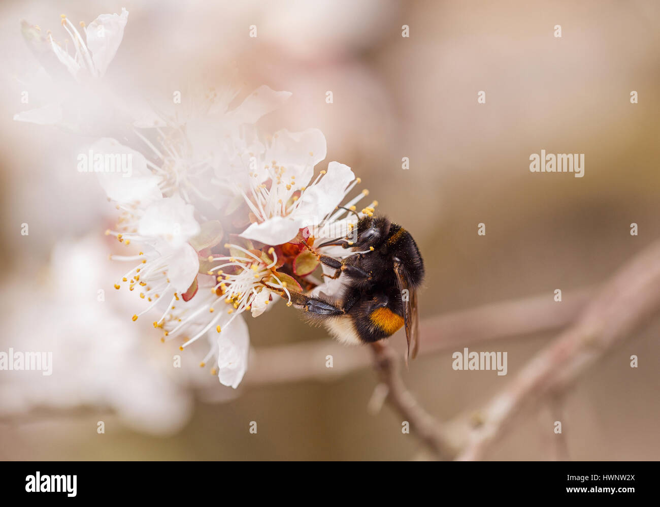 Biene bestäubende Pflaumenblüte Stockfoto