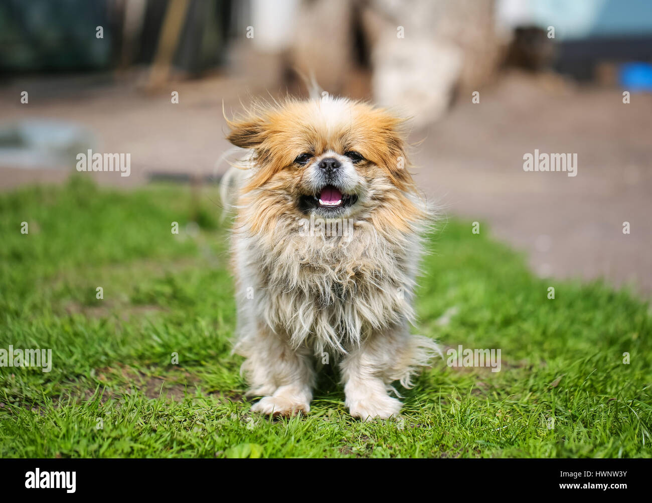 Lustige Rothaarige Pekinese Hund Stockfoto