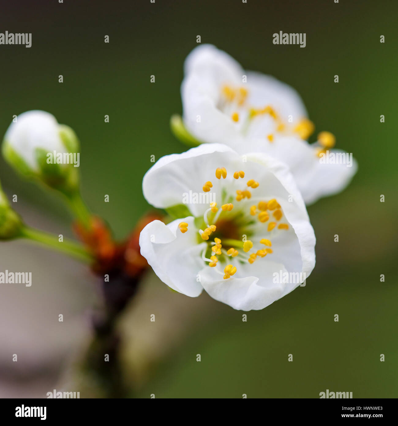 Blühender Zweig mit Blüte der Kirsche Stockfoto