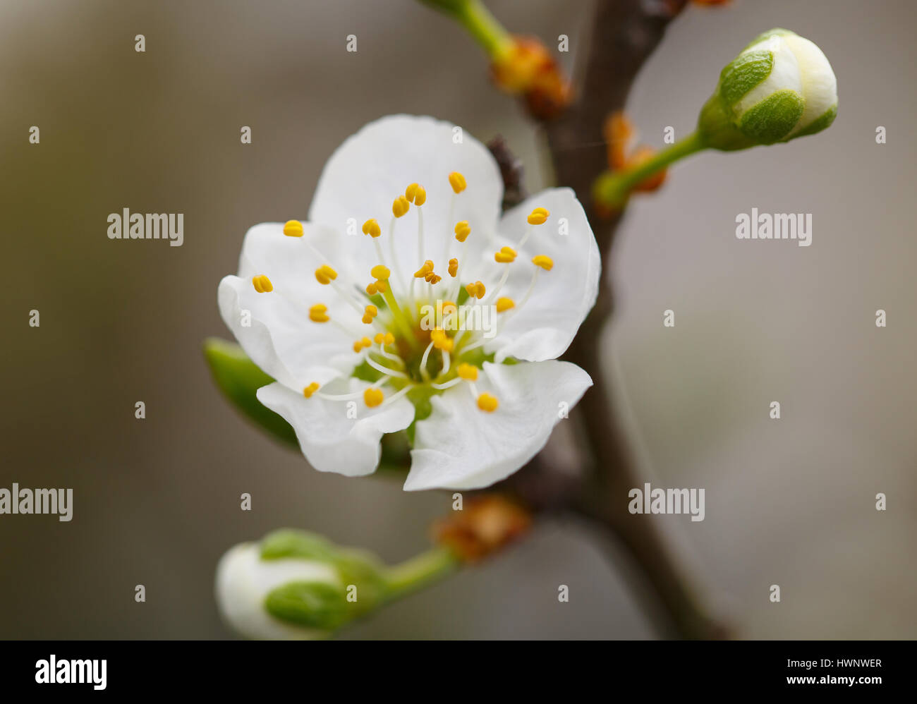 Blühender Zweig mit Blume Pflaume Stockfoto