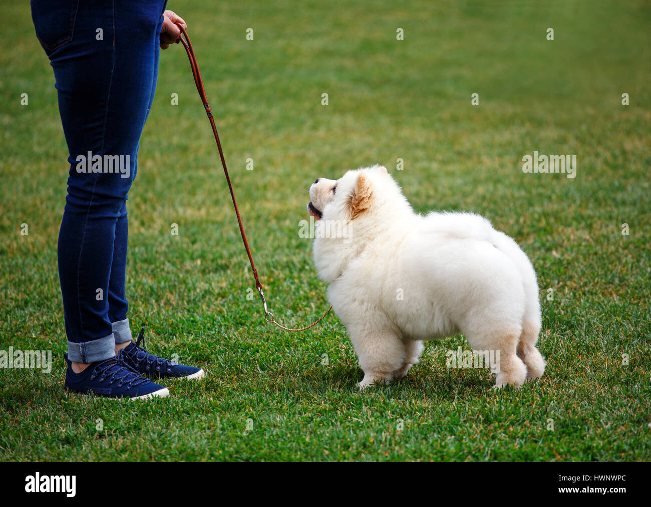 weiße Welpen geht Alabay für die Hundeausstellung Stockfoto