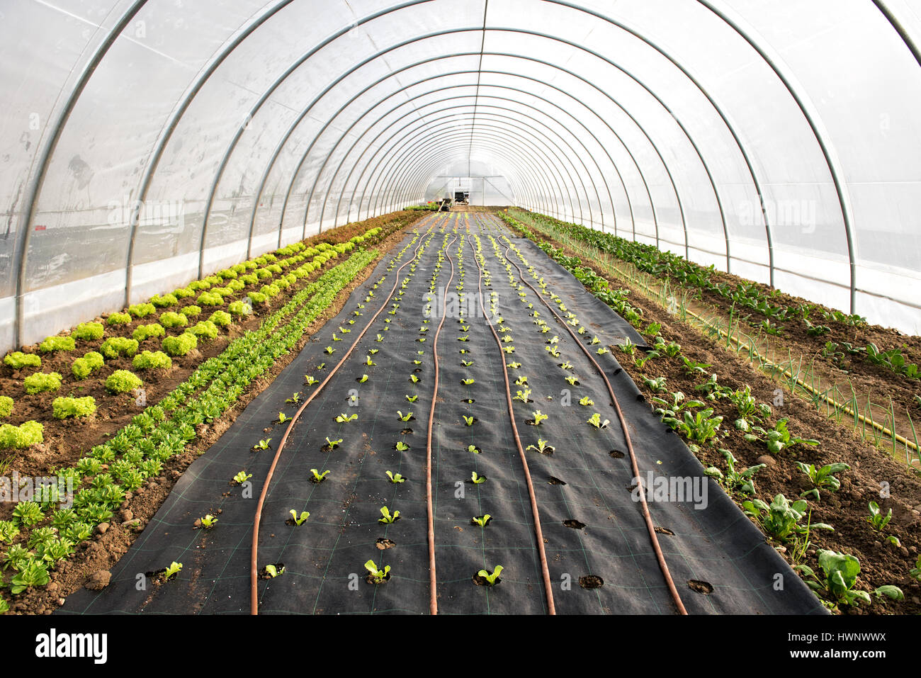 Neu gepflanzte Sämlinge in einem landwirtschaftlichen Tunnel oder Gewächshaus im Frühjahr mit sortierten Salat Pflanzen in ein fliehendes perspektivische Ansicht Stockfoto