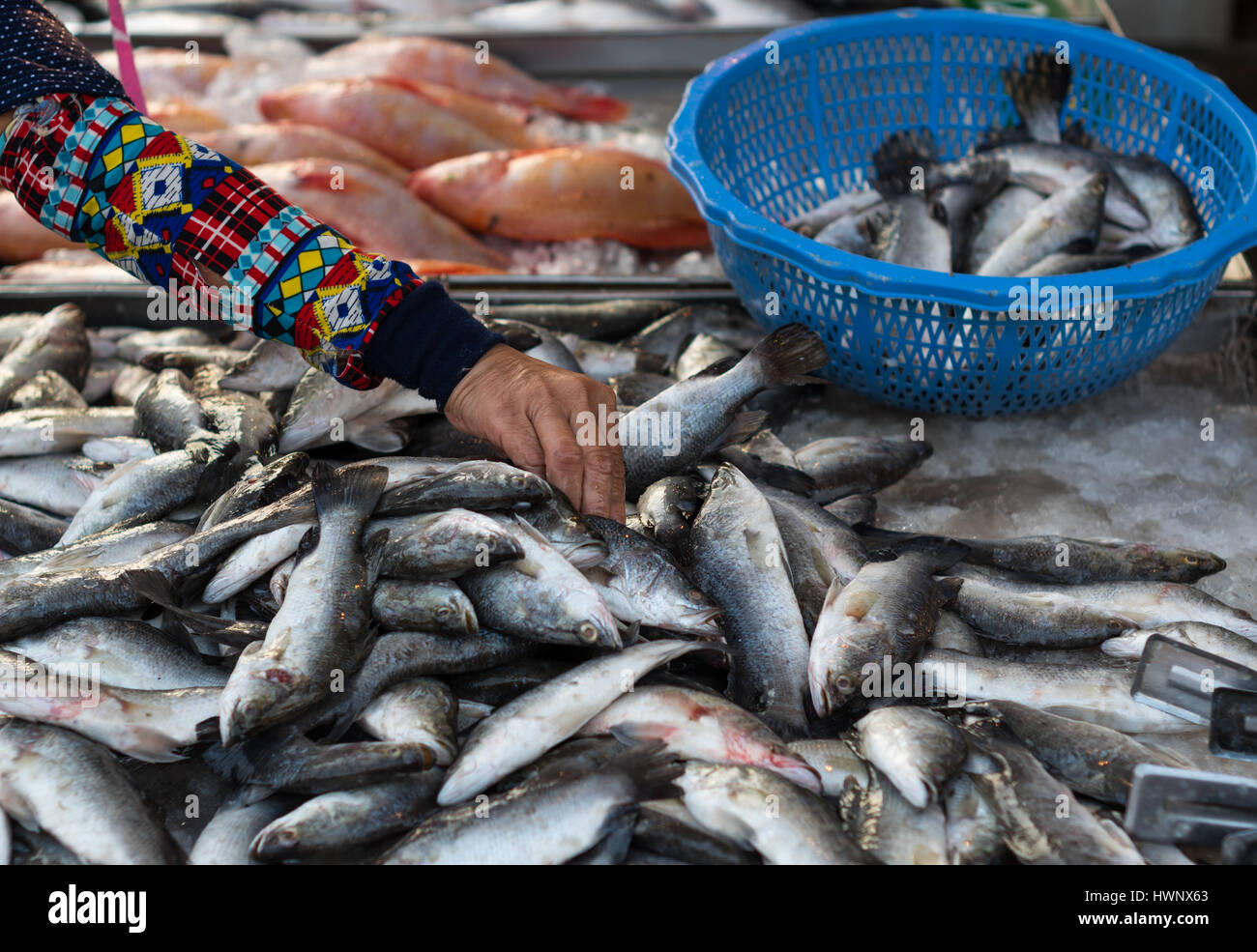 Thai Frau Wahl frischen Fisch auf dem lokalen Markt in Thailand Stockfoto