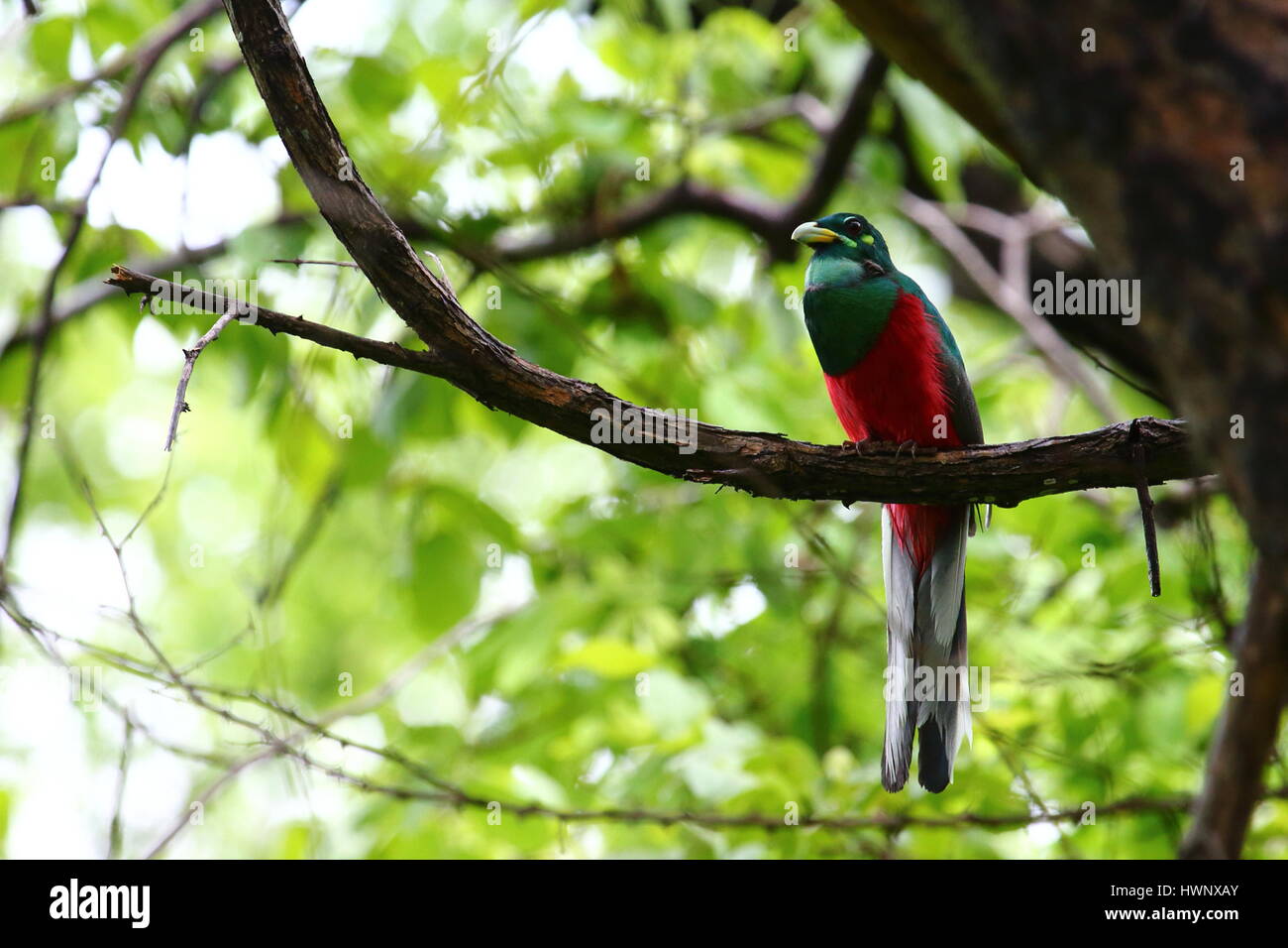 Männliche Narina Trogon, Apaloderma Narina, singen, um zu zeigen, Türkis Kehlfleck, in das Dickicht der Sambesi-Tal, Sambia, Afrika Stockfoto