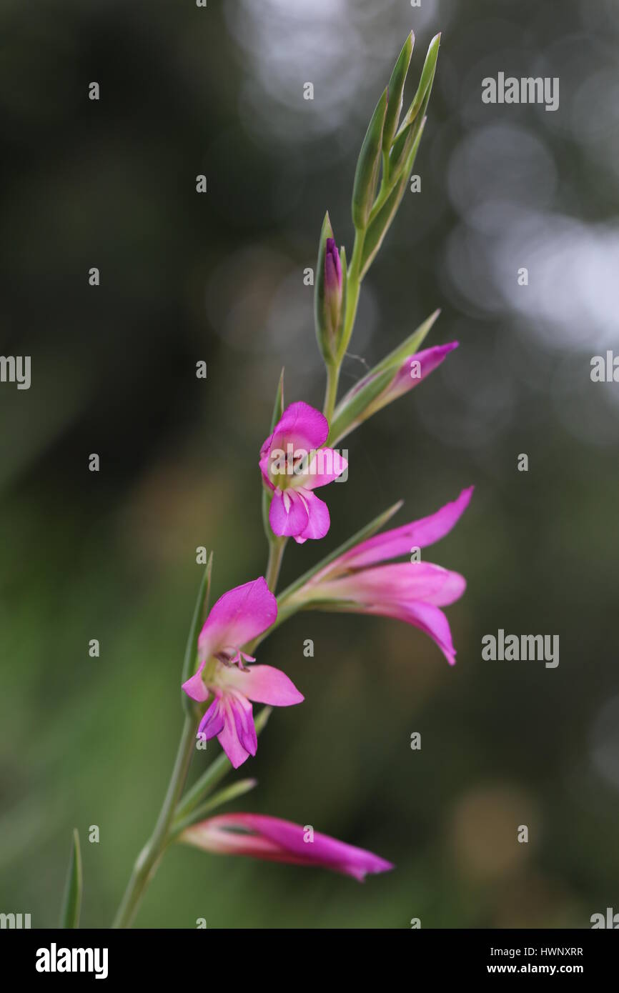 wilde Gladiolen aka knalligen froh und Gladiolus Byzantinus auch Schwertlilie in Italien Stockfoto