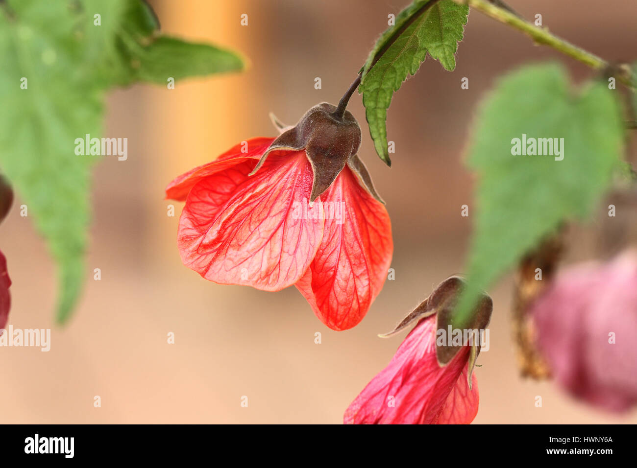 Frameworks Ashford rot oder Malve Blüte Baum oder indische Malve