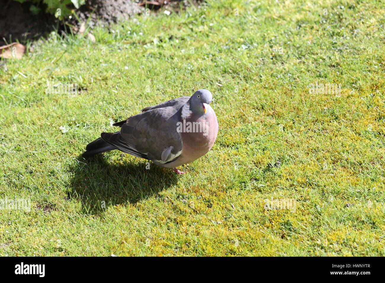 Taube Sonnenbad auf einer Wiese im Garten und in die Kamera schaut Stockfoto