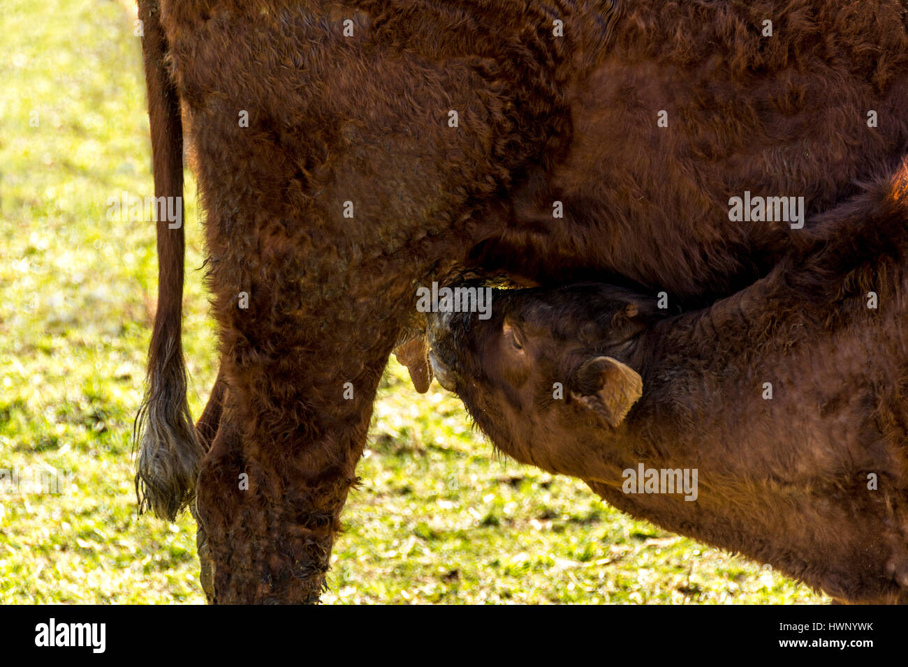 Kalb / Baby Kuh versucht, Milch zu trinken, während der Bauer die Mutterkuh melkt Stockfoto