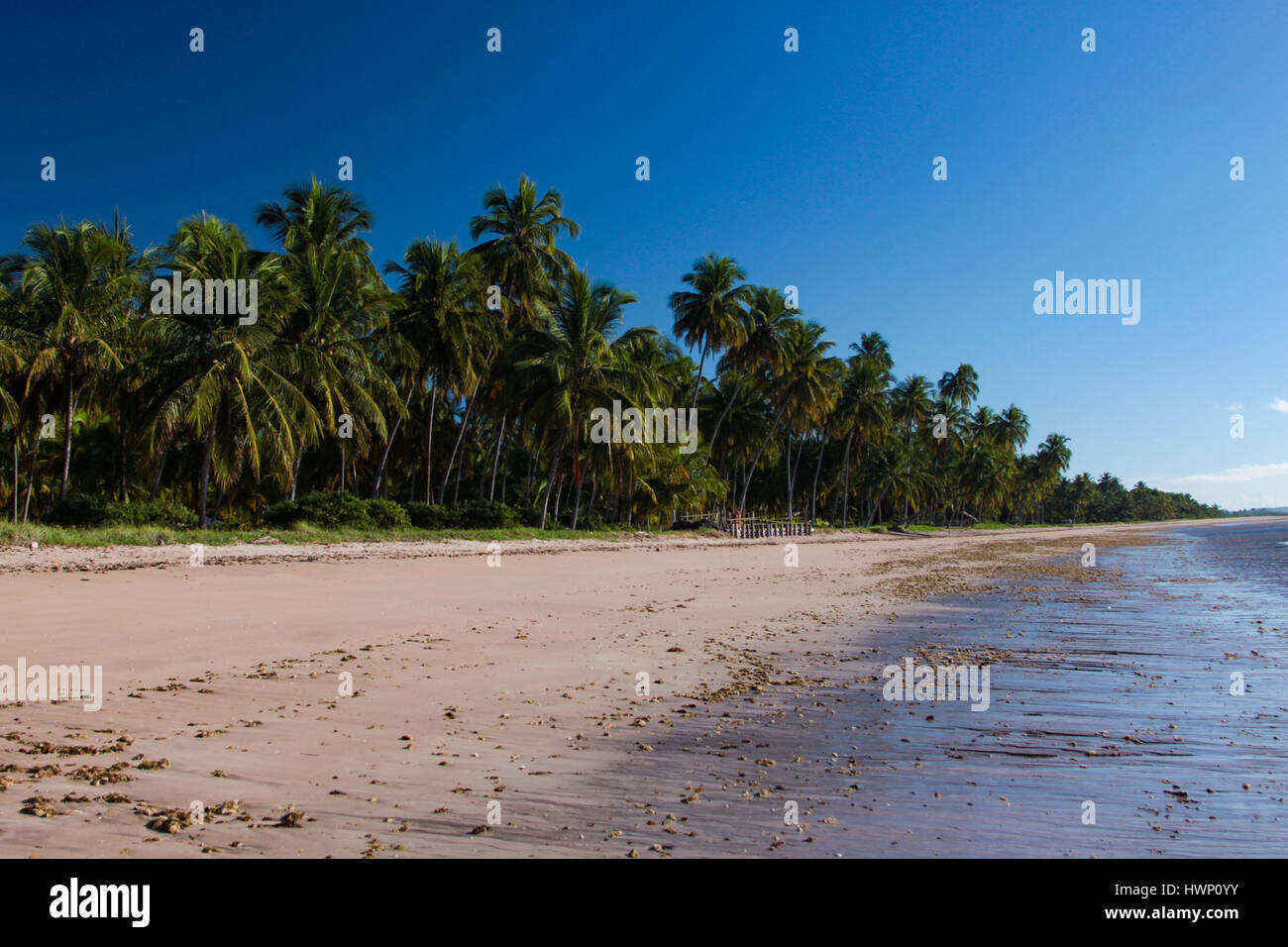 Strandurlaub: Patacho Strand, Alagoas, Brasilien, als einer der schönsten Strände in Brasilien - Strand mit umfangreichen Kokosnußwaldung. Stockfoto