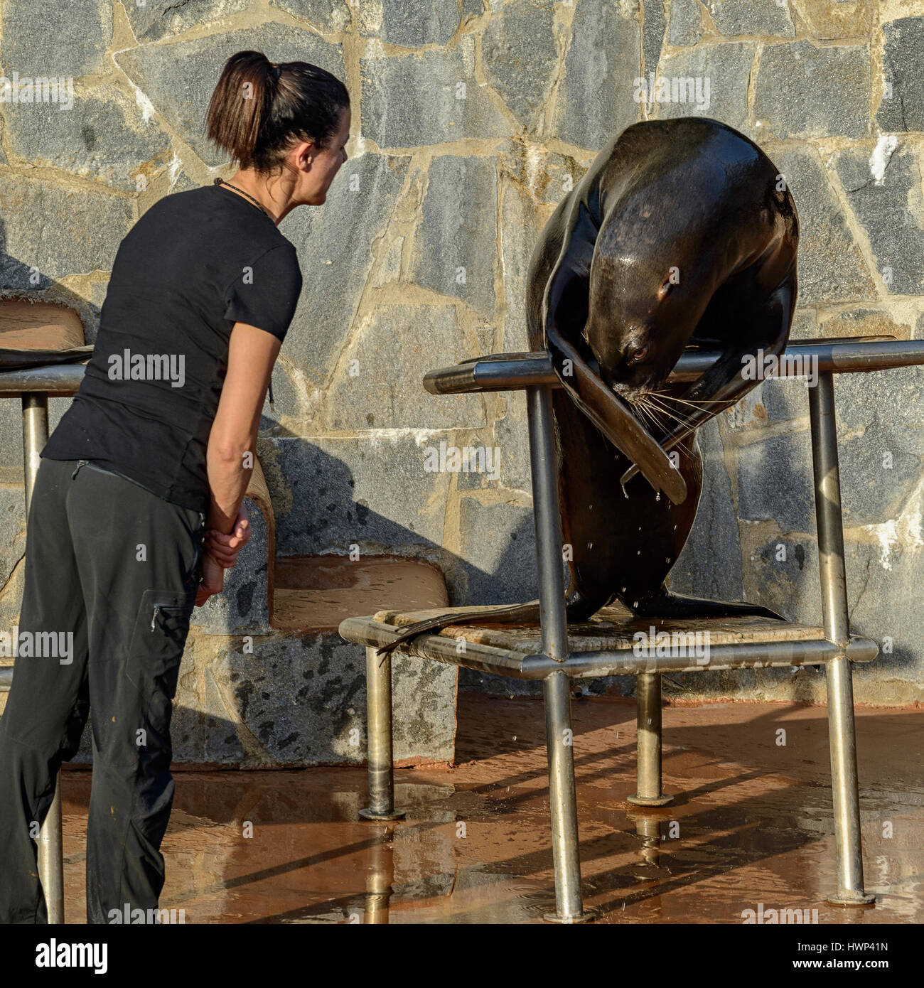 Ausstellung von Seelöwen, in der Natur Park Cabarceno, Kantabrien, Spanien, Europa Stockfoto