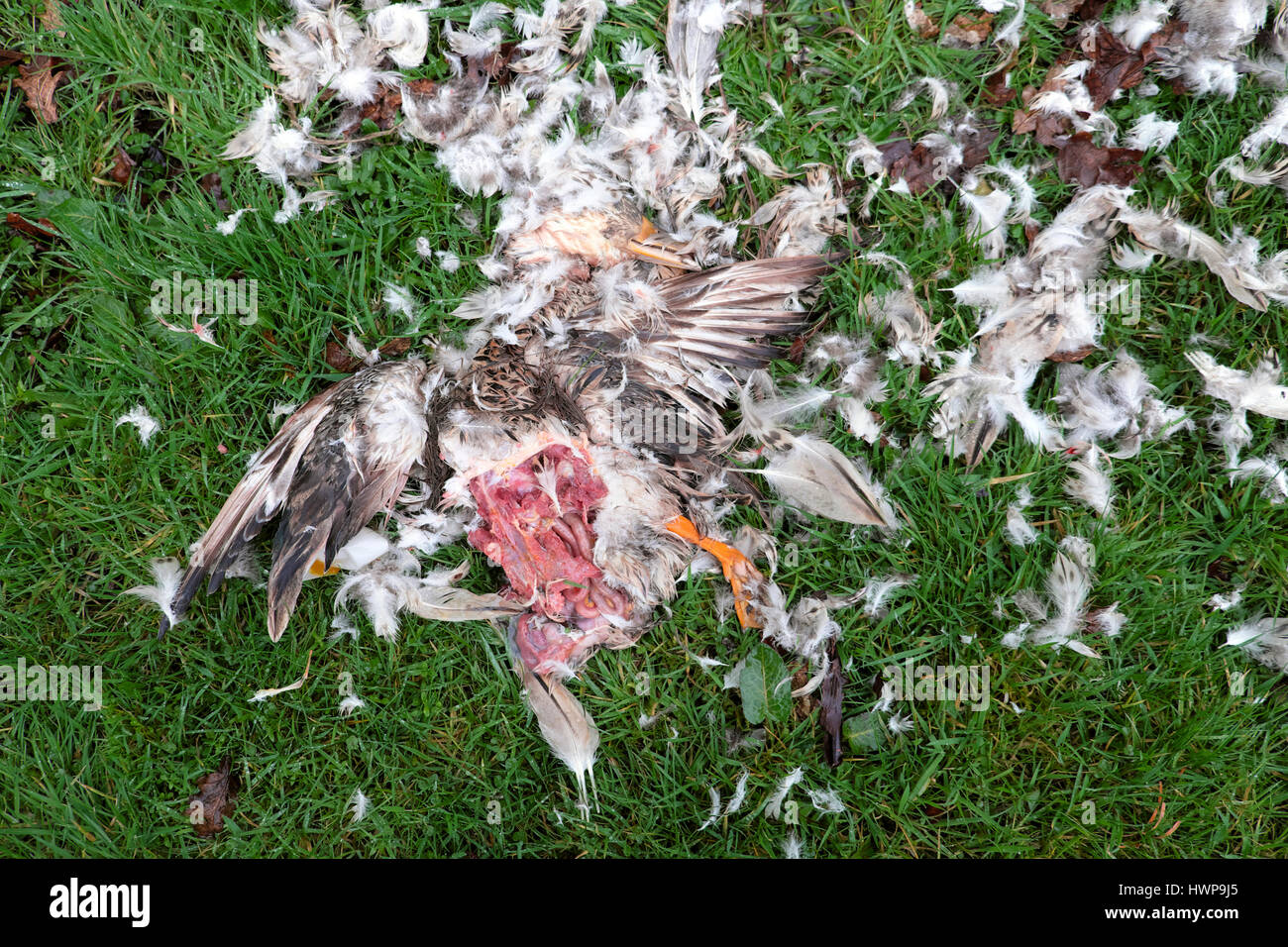 Eine tote Ente liegend zerrissen Federn und Toten getötet von einem Habicht auf einem ländlichen Bauernhof in Carmarthenshire West Wales UK KATHY DEWITT Stockfoto