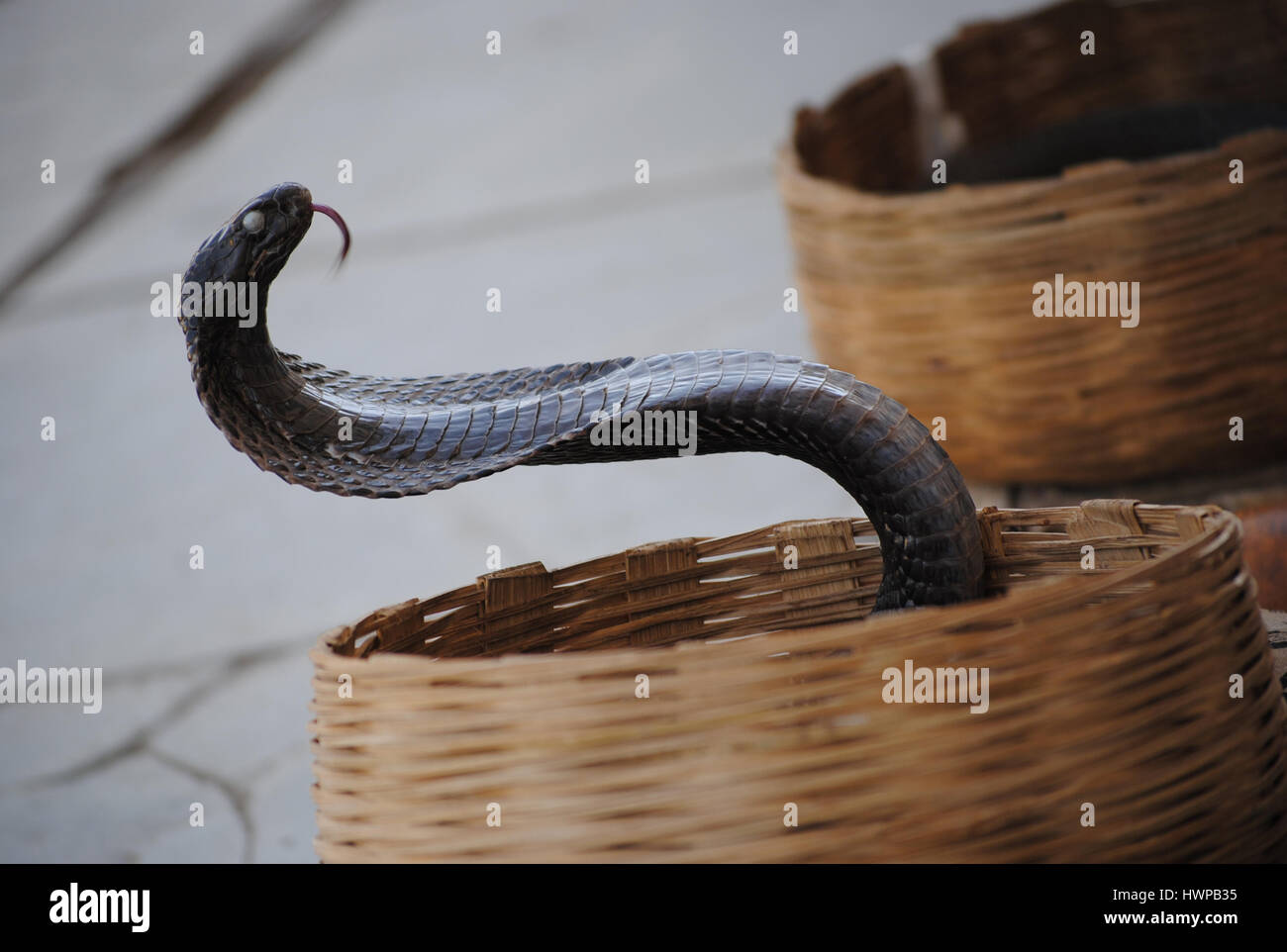 COBRA Stockfoto