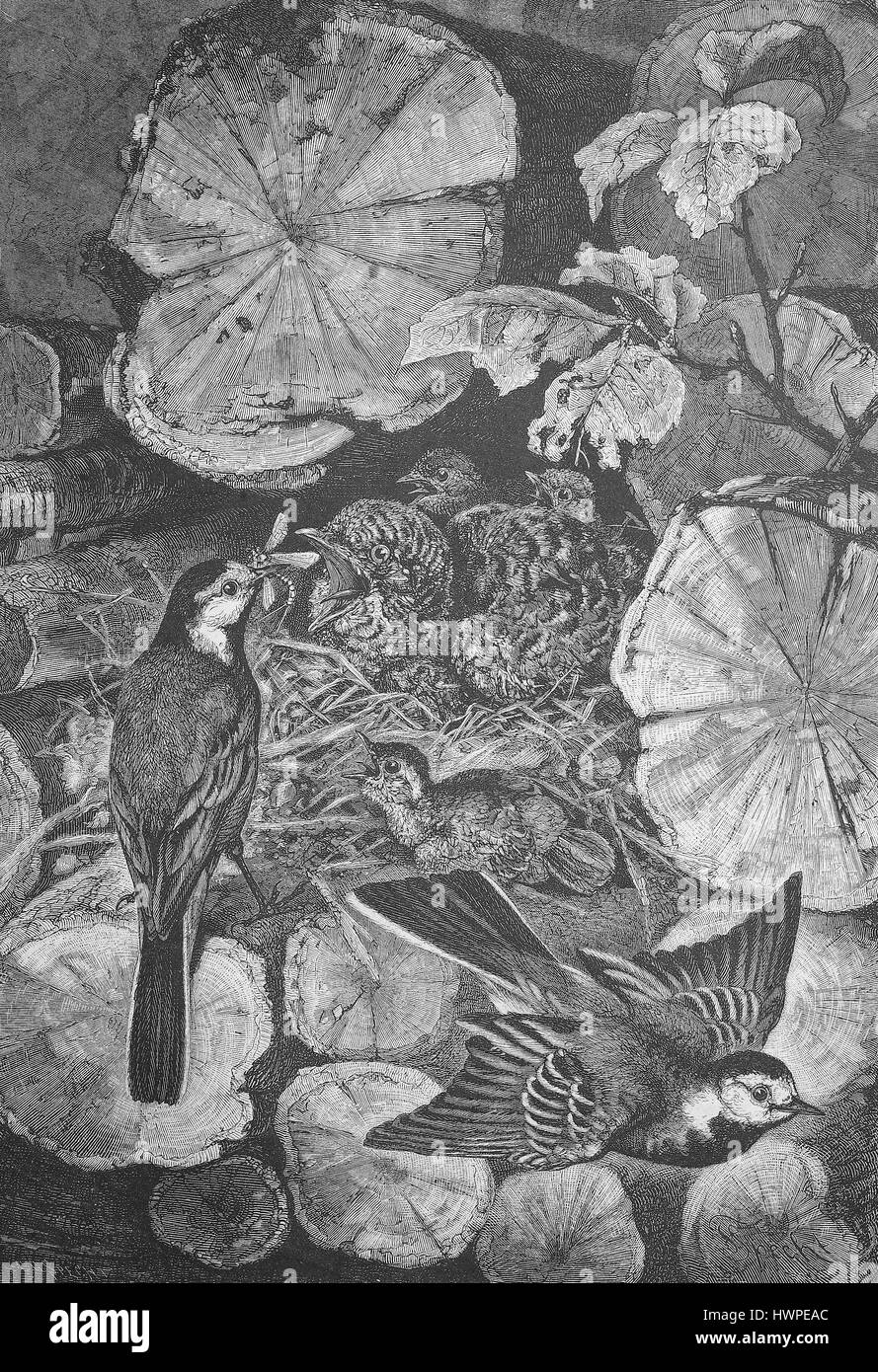 Junge Kuckuck im Nest eine Bachstelze, Kuckuck, Cuculus Canorus, Bachstelze, Motacilla Alba, Reproduktion einer original Holzschnitt aus dem Jahr 1882, digital verbessert Stockfoto