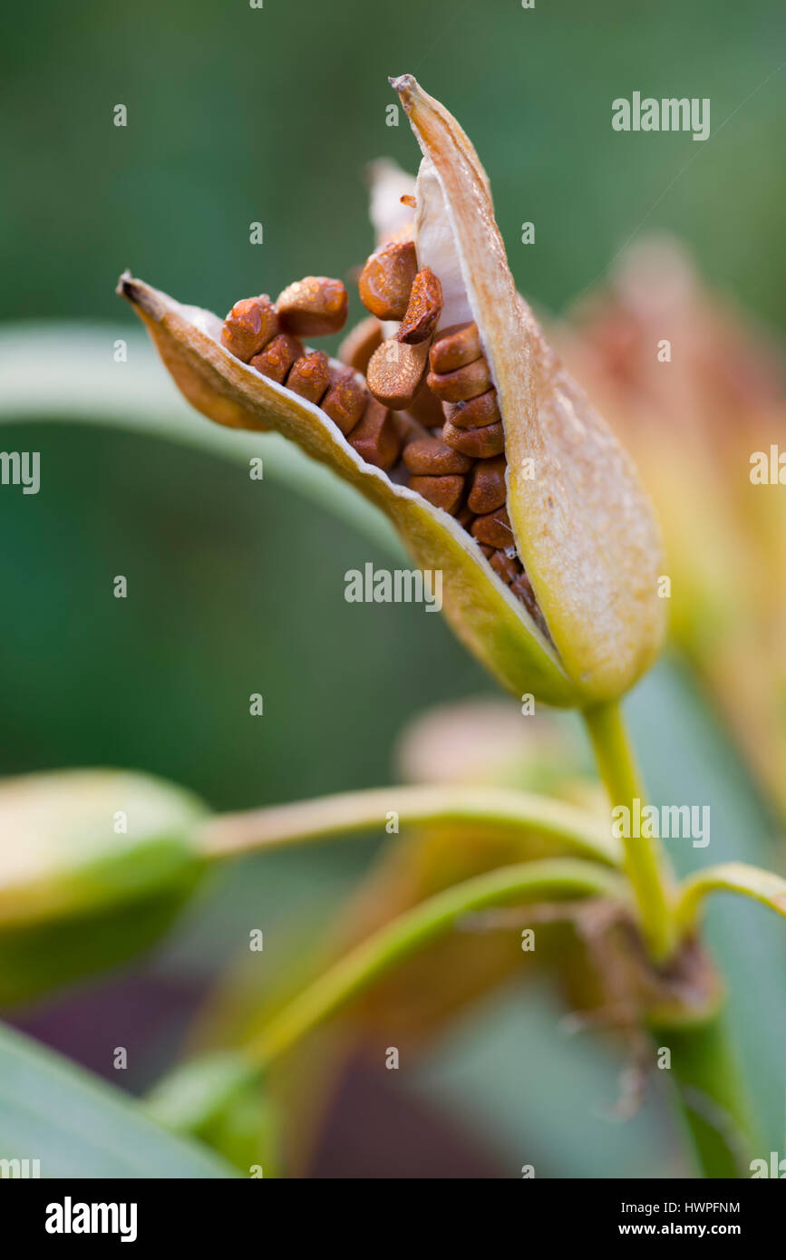 IRIS PSEUDACORUS-SAMEN Stockfoto