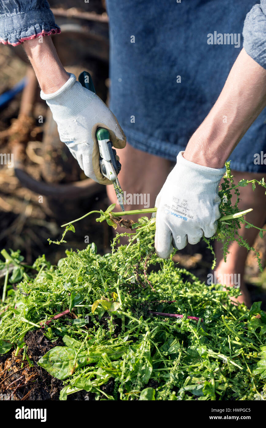 Mischen Kompost mit Zutaten von Stroh und Pferd Gülle mit grünen Garten Abfall UK Stockfoto