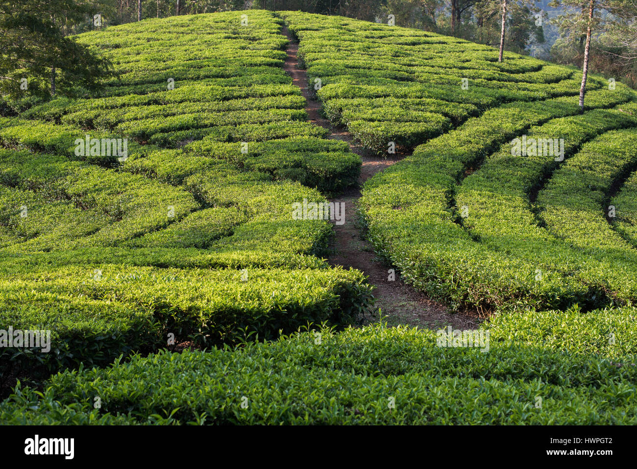 Tee-Plantage, Devikolam, Munnar Stockfoto