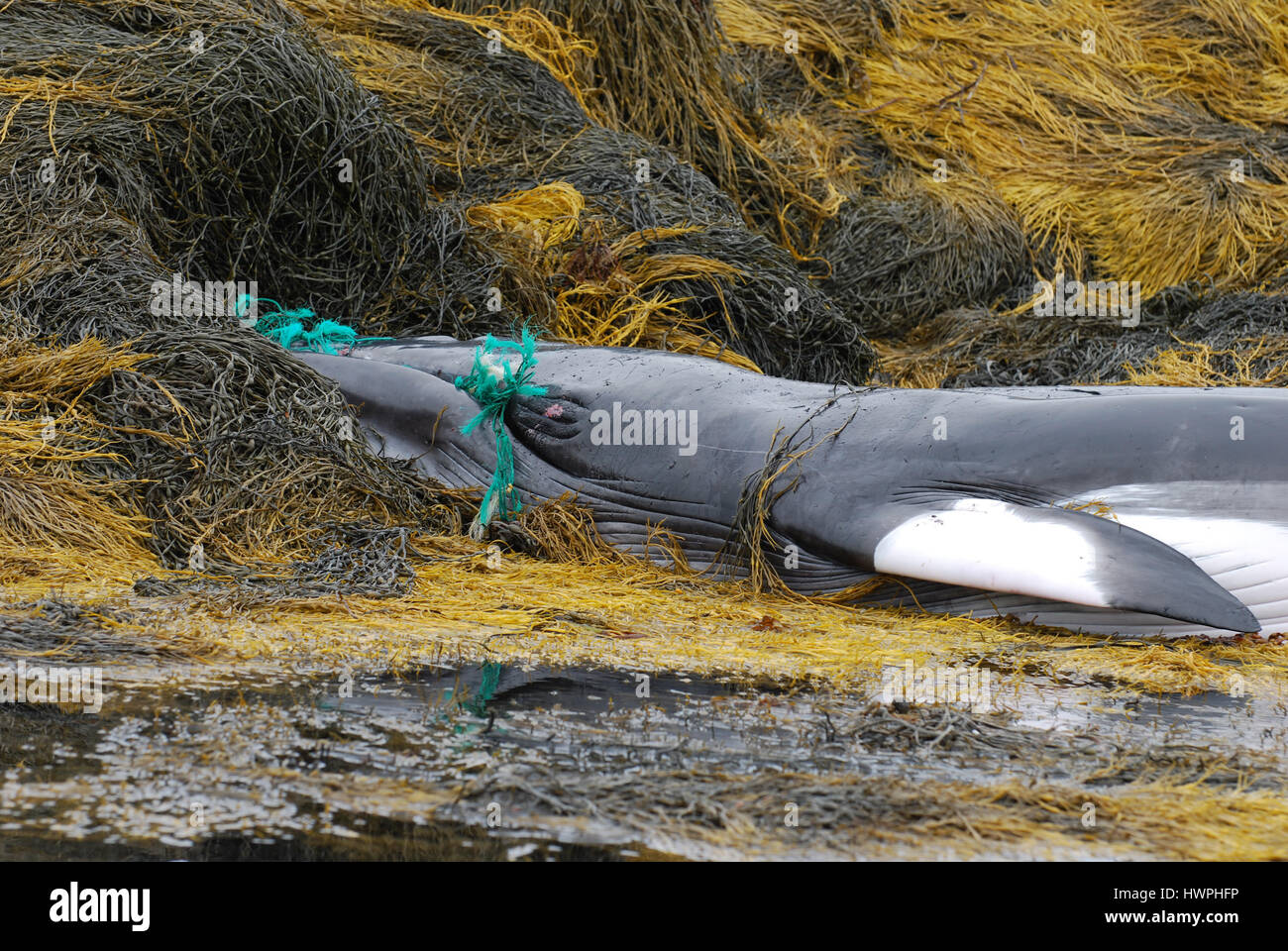 Zwergwal tot durch ein Fischernetz. Stockfoto