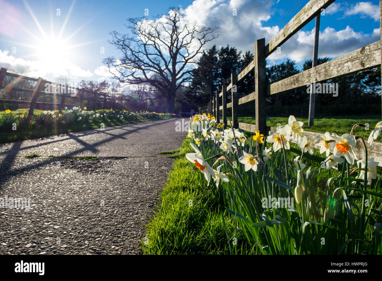 Weiße Narzissen an einem Märzmorgen mit strahlend weißer Sonne dahinter Stockfoto