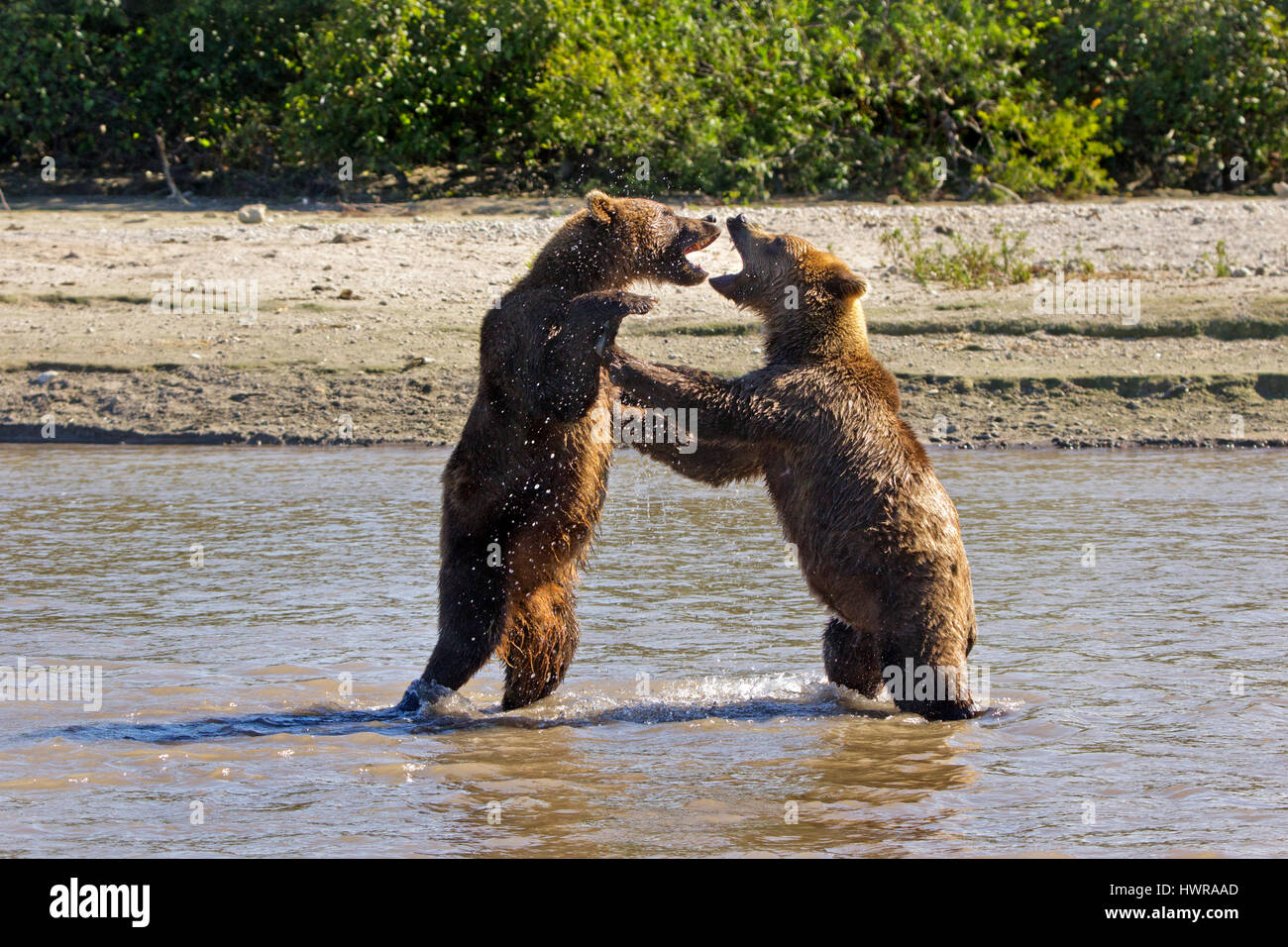 Bären spielen im Fluss am Kurilen-See, Kamtschatka Stockfoto