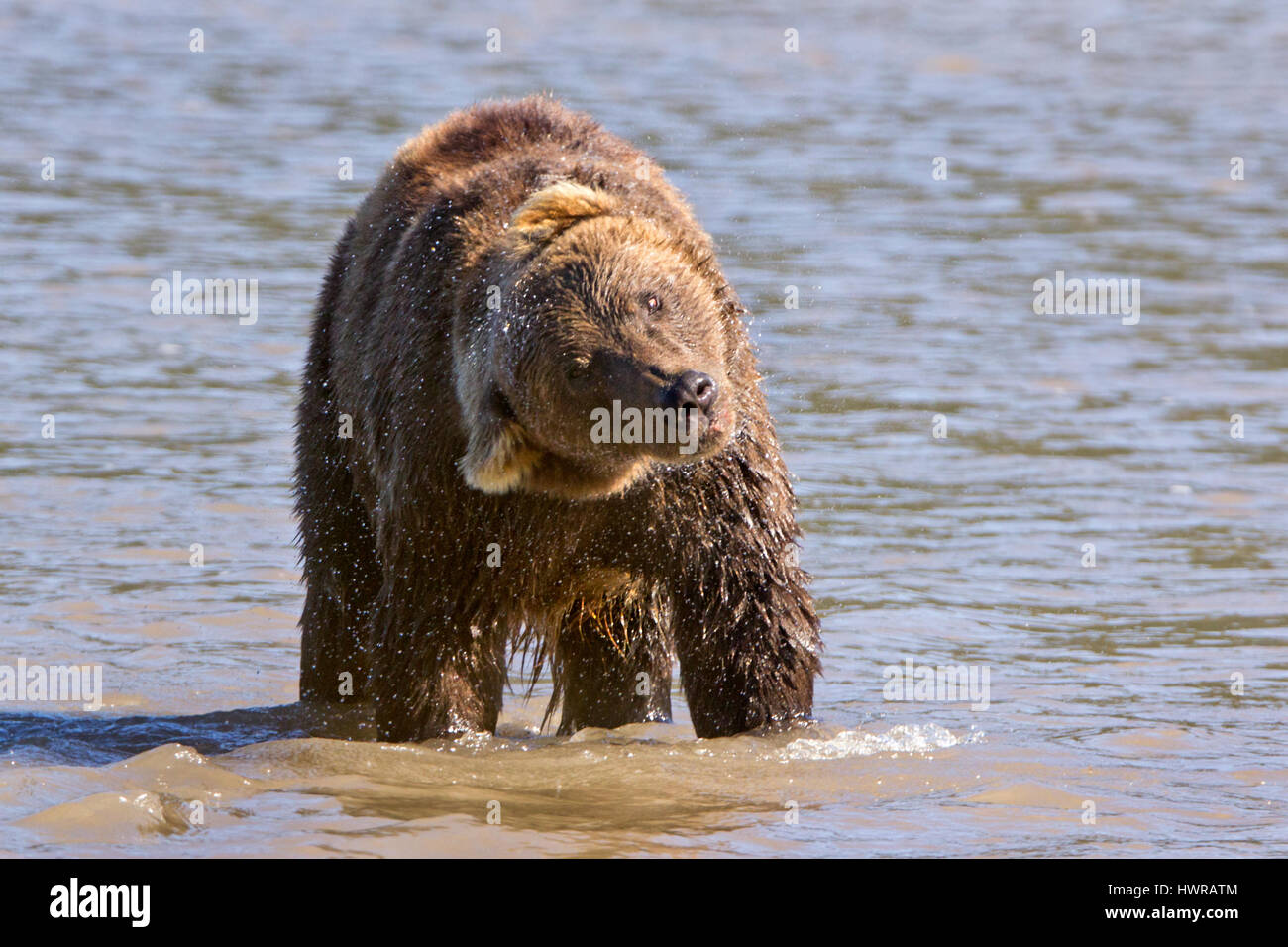Bär aus dem Wasser, Kamtschatka Stockfoto