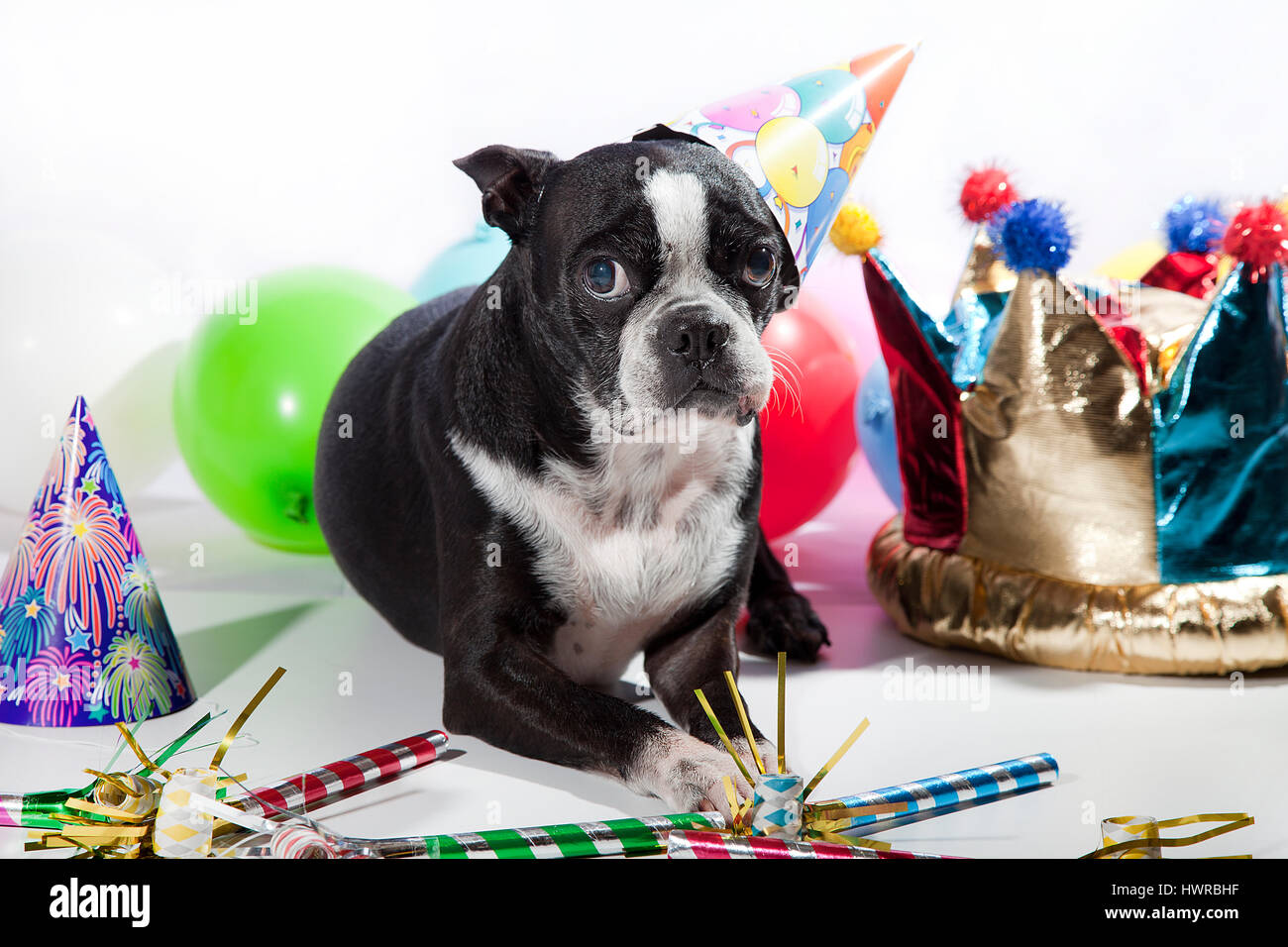 Traurig Boston Terrier auf ihrer Geburtstagsparty. Bunte Luftballons, Hüte, Flöten, isoliert auf weiss. Schmollend Hund vor der Kamera. Geburtstagskind. Stockfoto