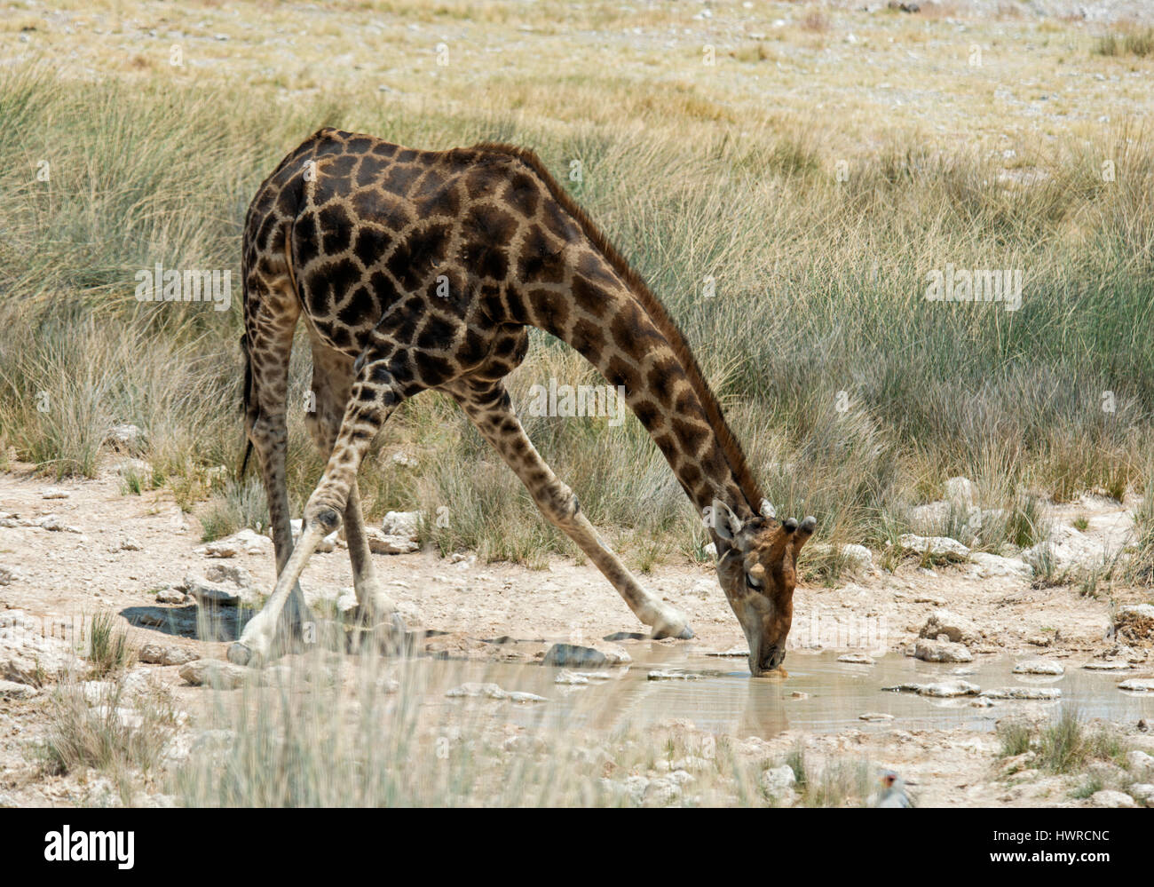 Südlichen Giraffe: Giraffa Plancius. Etosha, Namibia. Ambos am Wasserloch Stockfoto