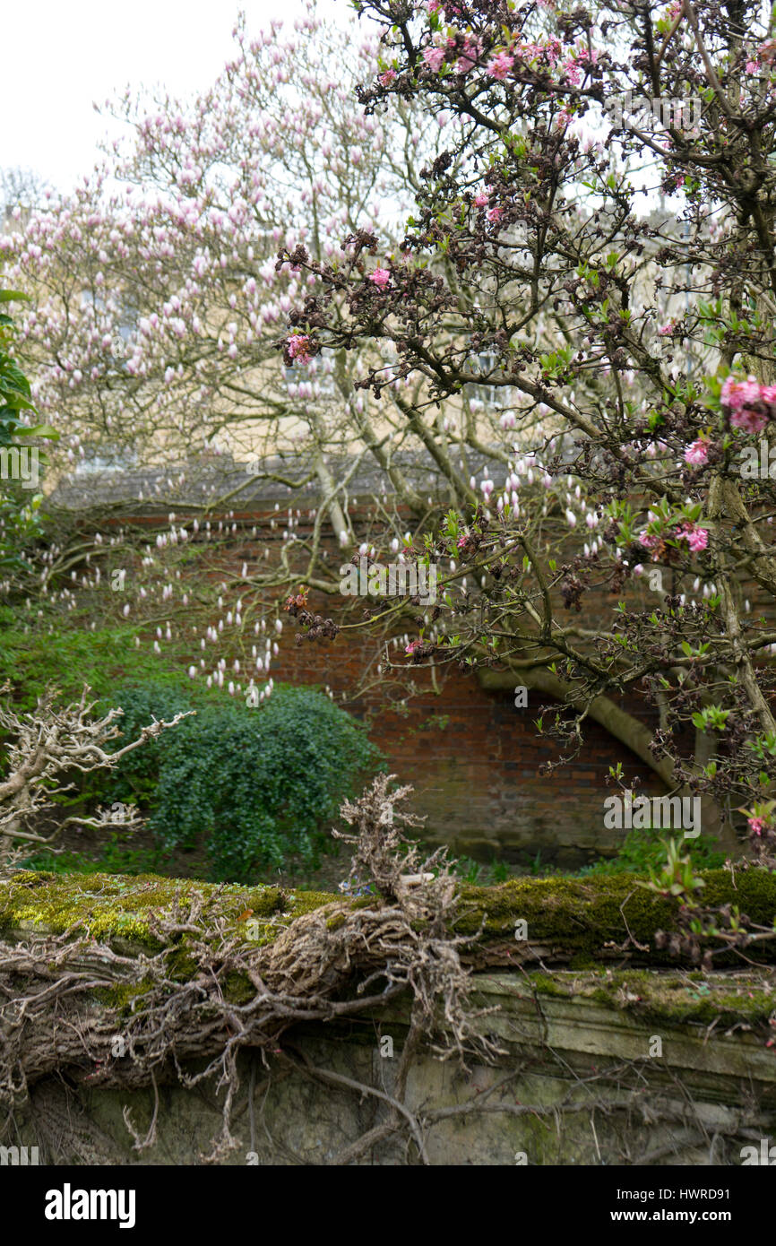Frühling-Köstlichkeiten in Kings College Gärten. Stockfoto