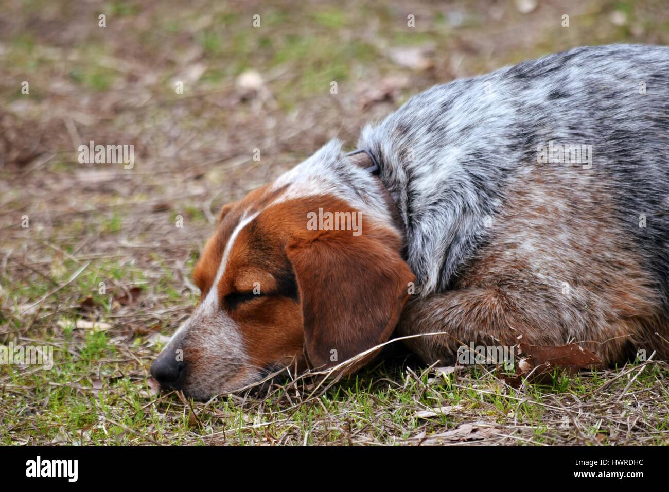 Hund schlafen Stockfoto