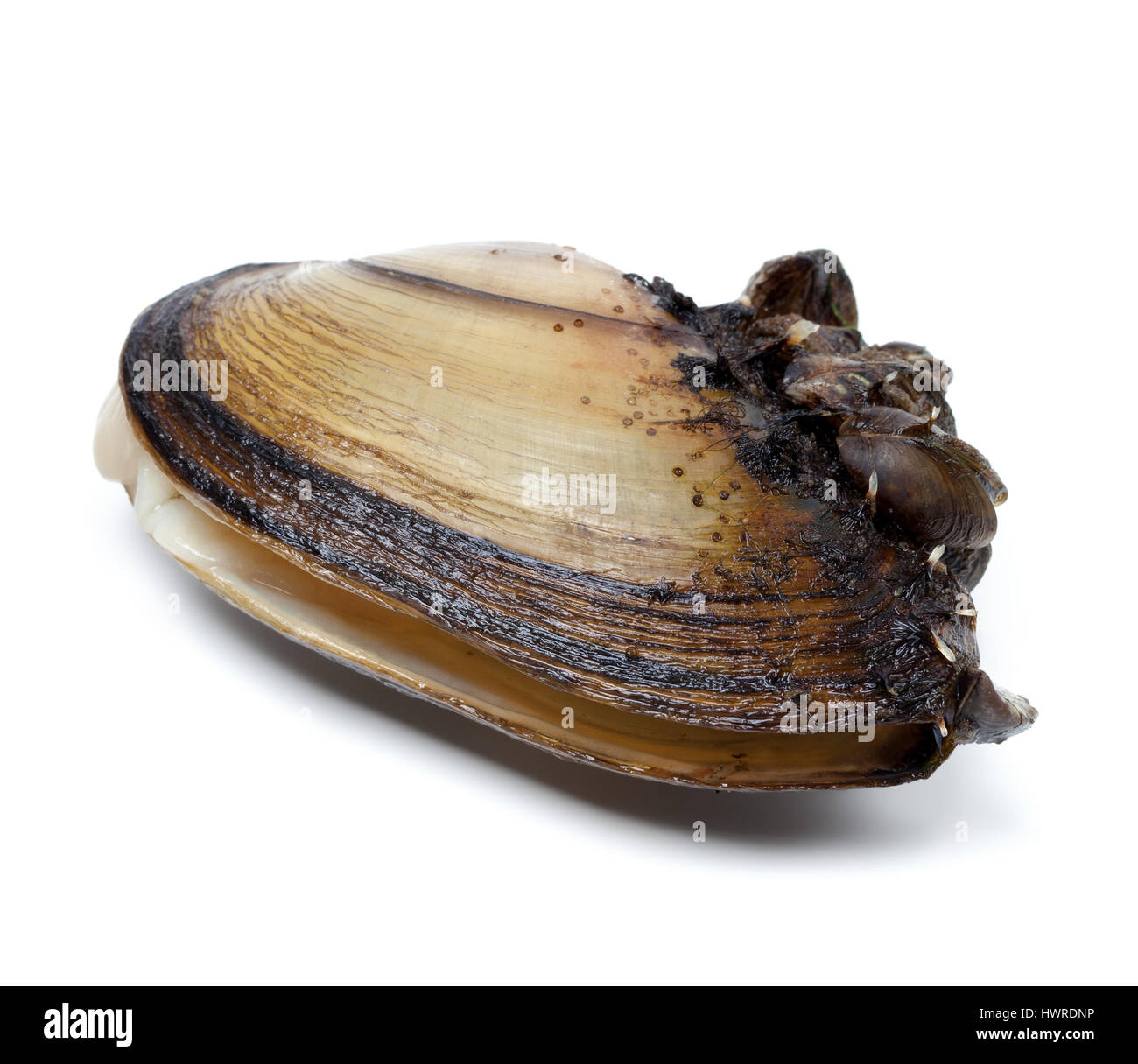Anodonta wasser Stockfotos und bilder Kaufen Alamy
