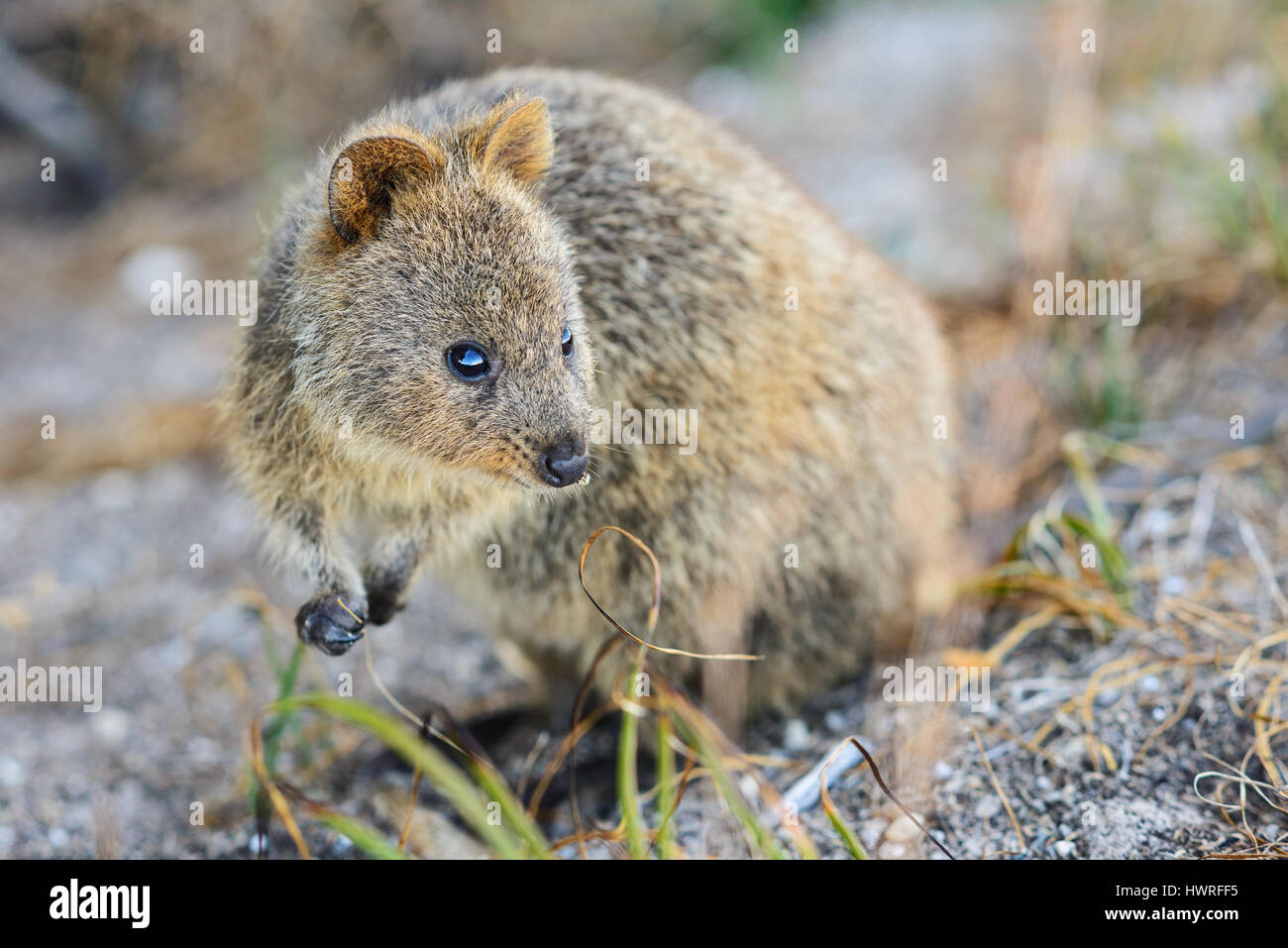 Zwerg Känguru, Quokka, Rottnest Island, Perth, Western Australia, Australia, Australien, Down Under Stockfoto