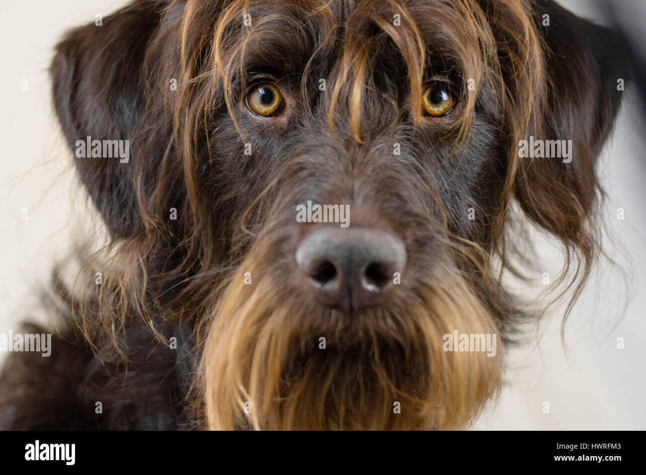 Gesicht geschossen der braune Hund mit hellen Augen. Stockfoto