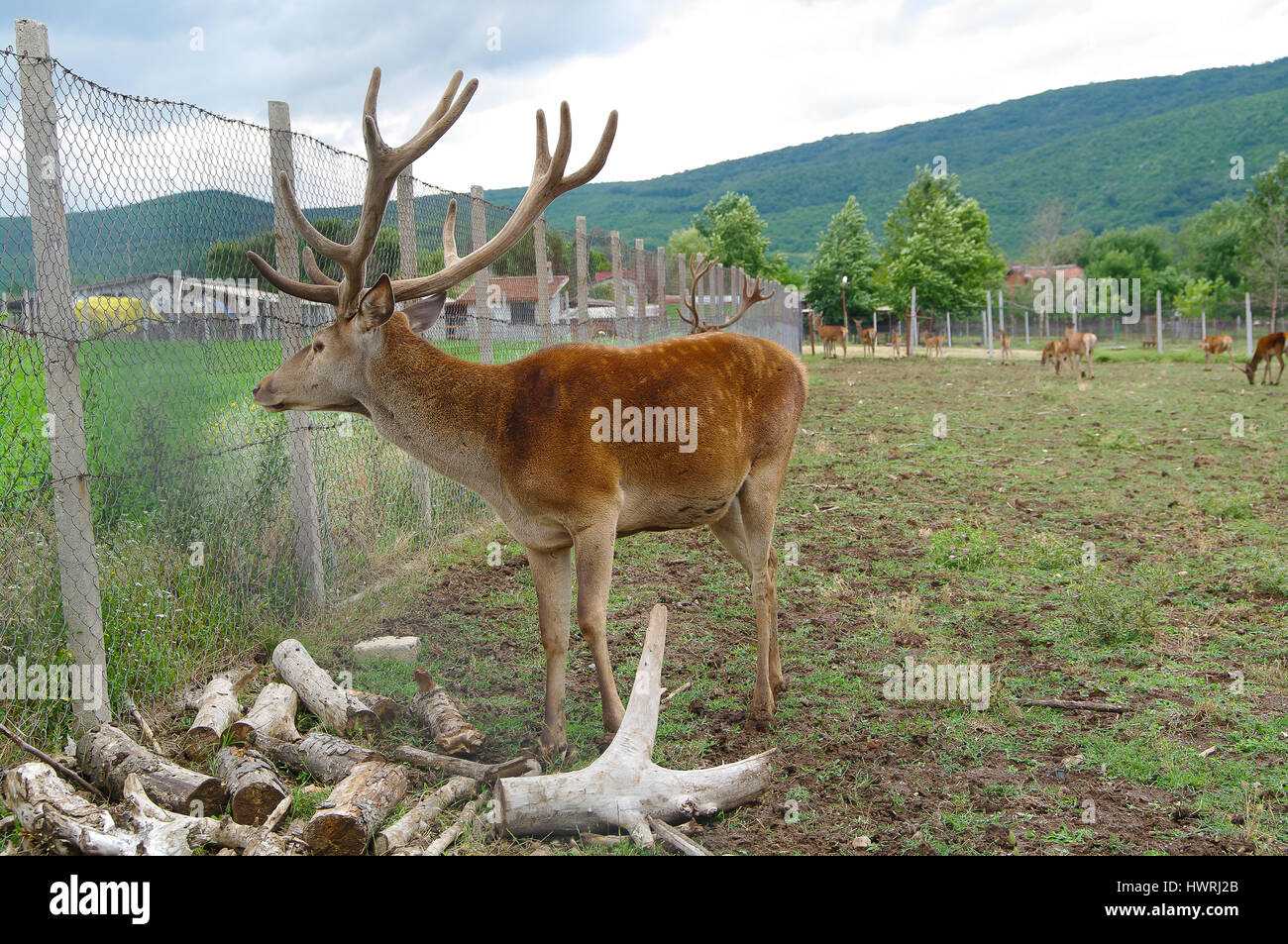 Hirsch. Wilde Tiere in Gefangenschaft. Stockfoto