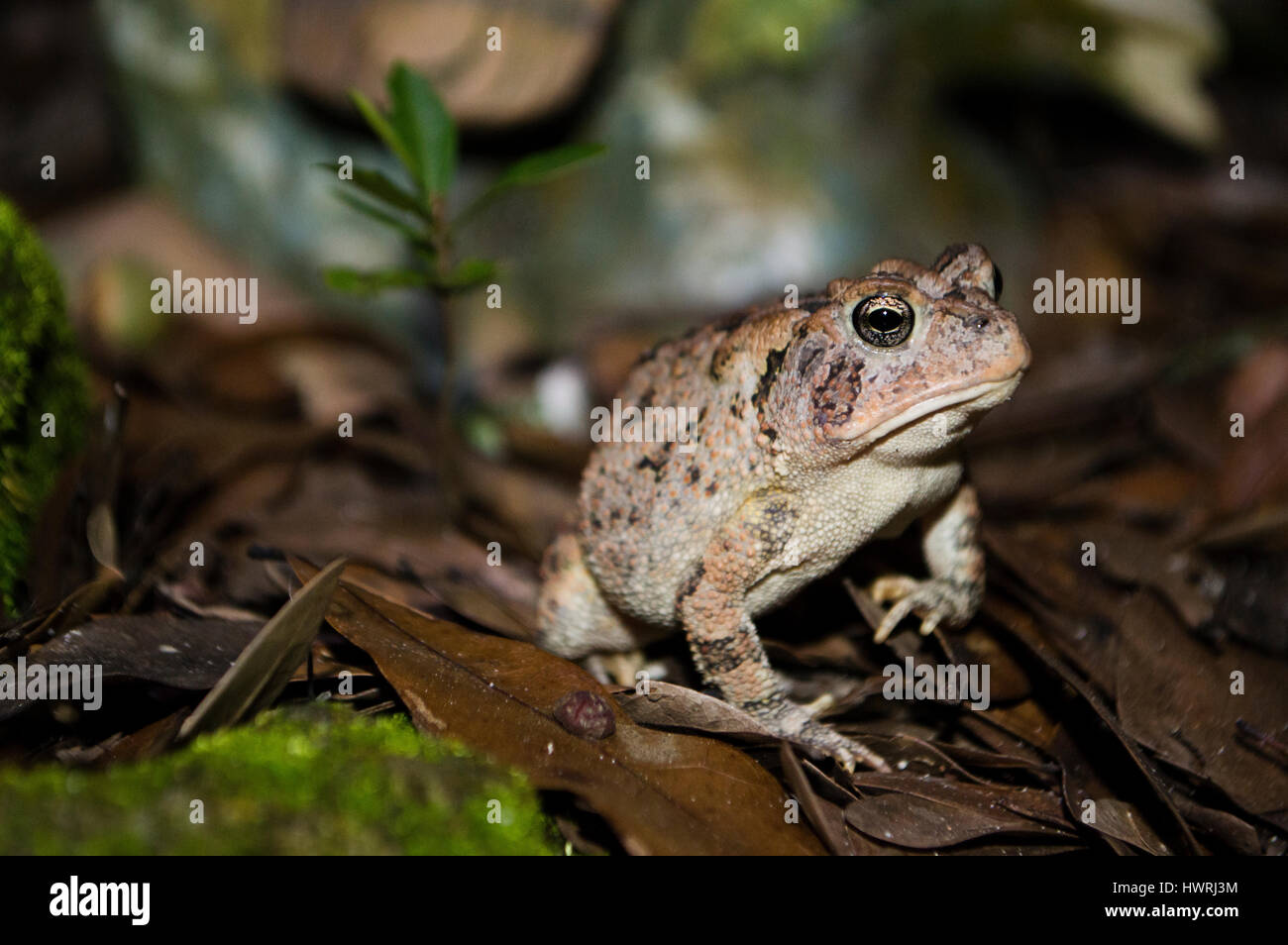 Südlichen Kröte (Anaxyrus Terrestris) in Ocala, Florida Stockfoto