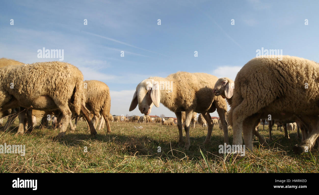 viele Schafe eine große Herde Weiden im winter Stockfoto