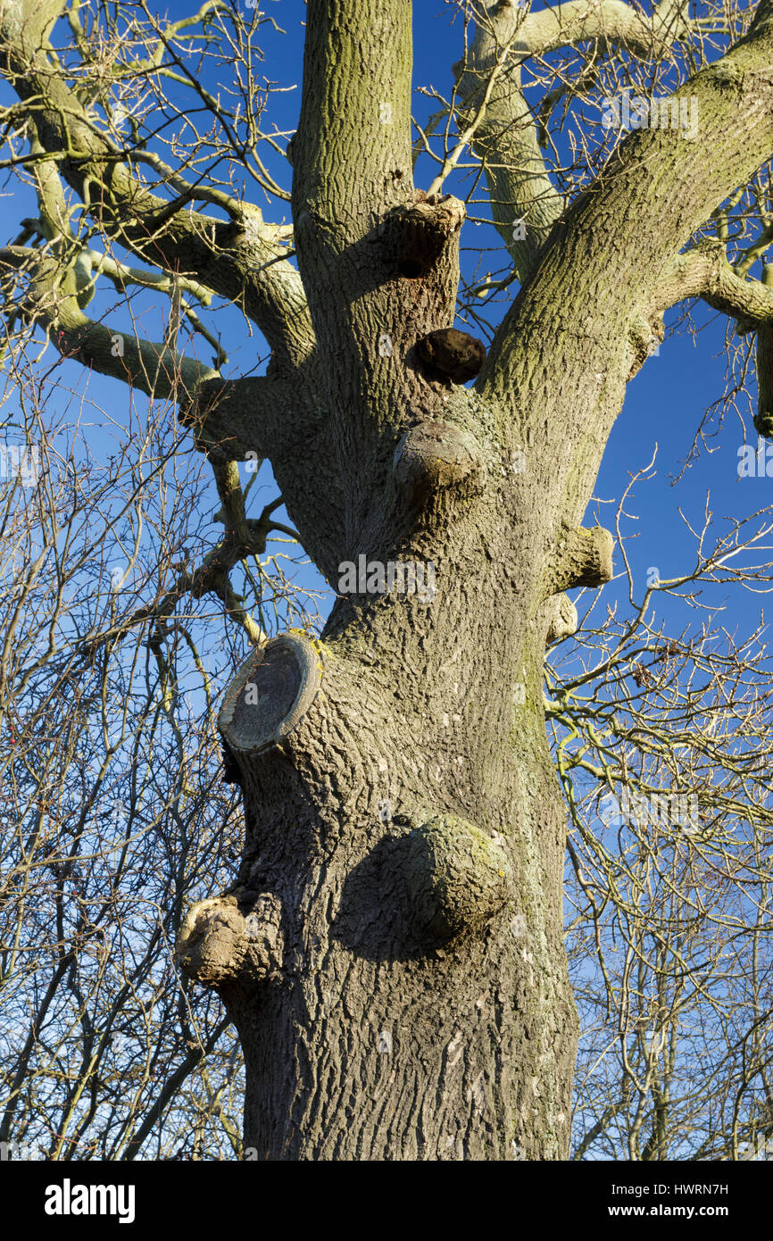 Kallus Gewebe gebildet aus abgeschnittenen Zweigen der Stieleiche (Quercus Robur), Lin Dyke, RSPB Fairburn Ings, West Yorkshire, England, Januar Stockfoto